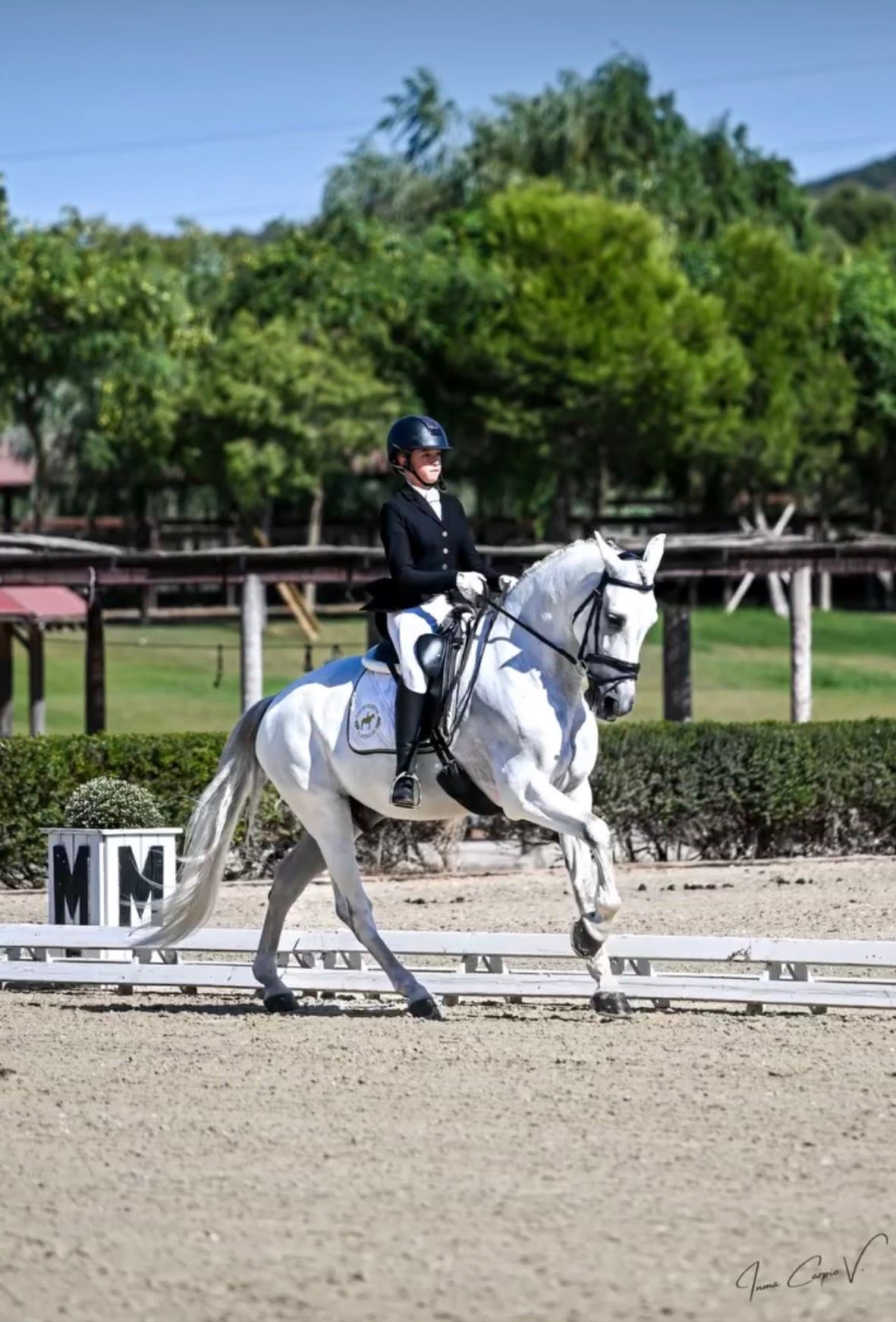 pre dressuurpaard ruin 11 years old andere-kleur for sale - Photo 2