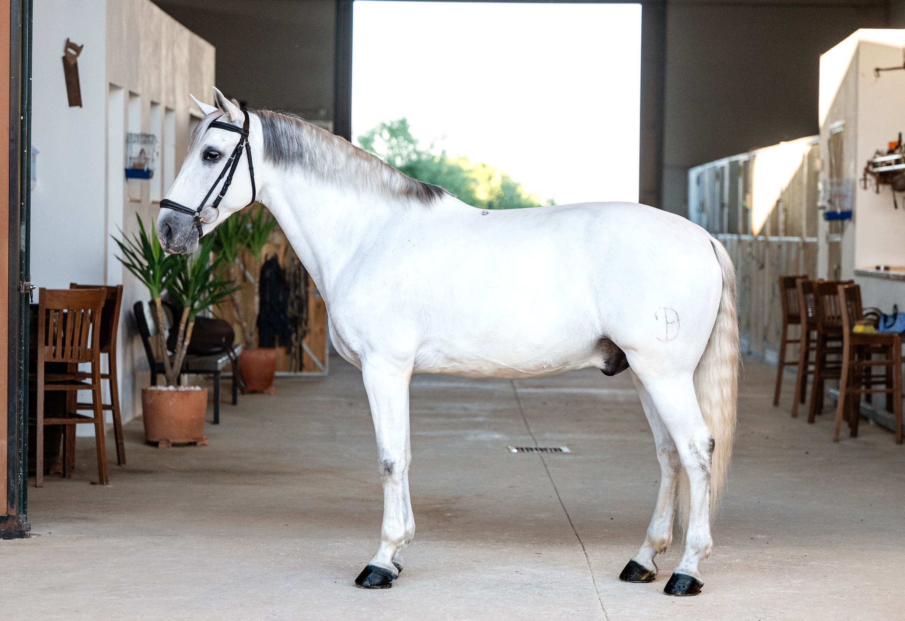 pre dressuurpaard ruin 11 years old andere-kleur for sale - Photo 3