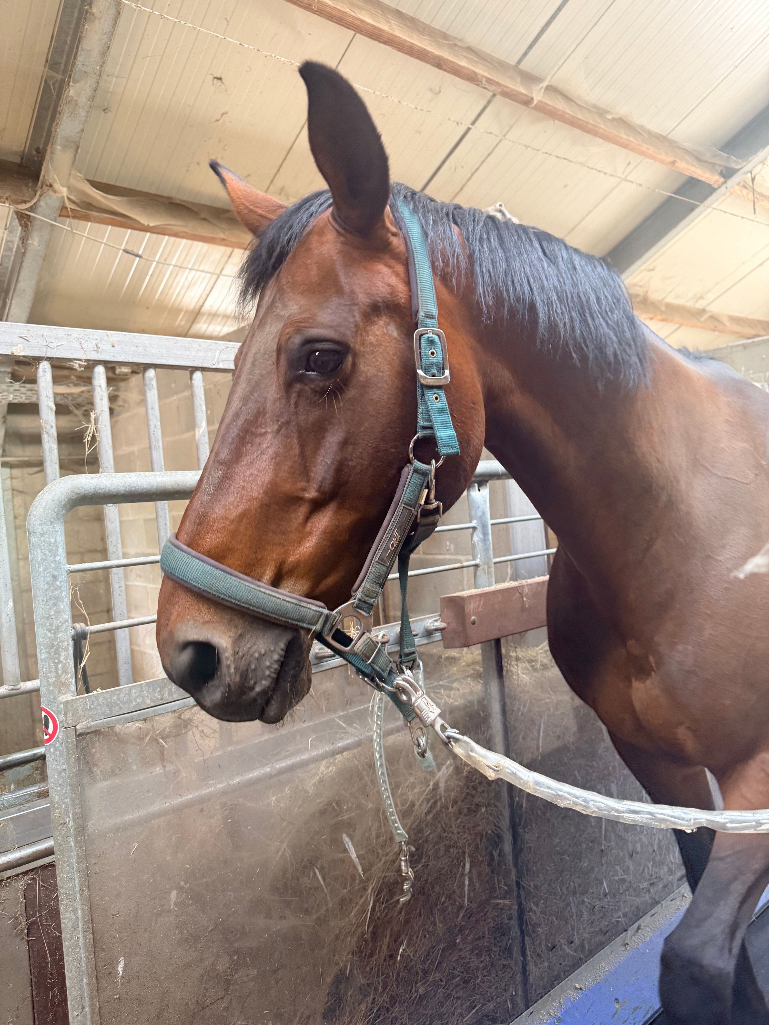 zangersheide springpaard merrie 6 years old bruin for sale - Photo 2