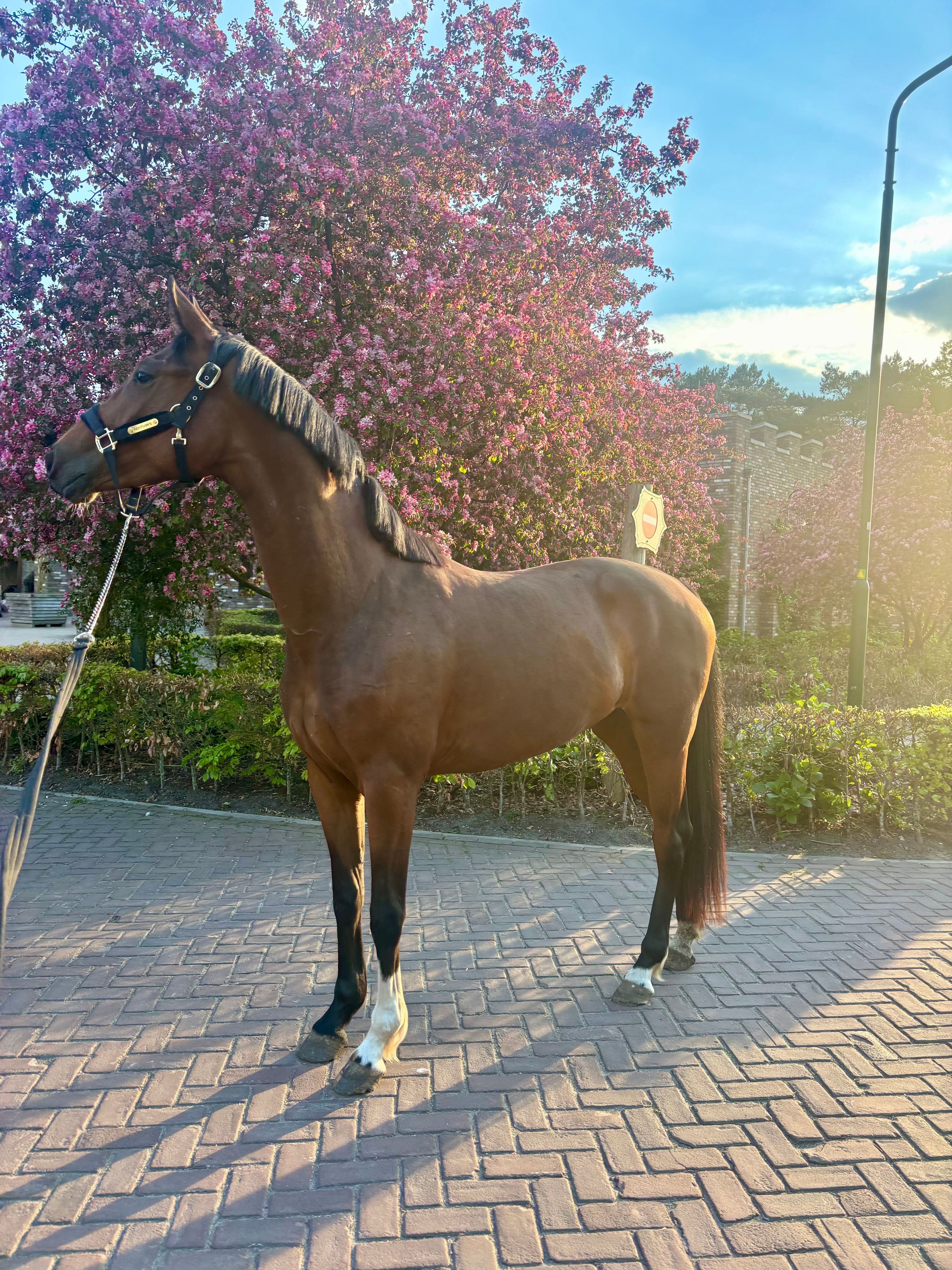 KWPN dressuurpaard Merrie 2 years old zwart for sale - Main photo
