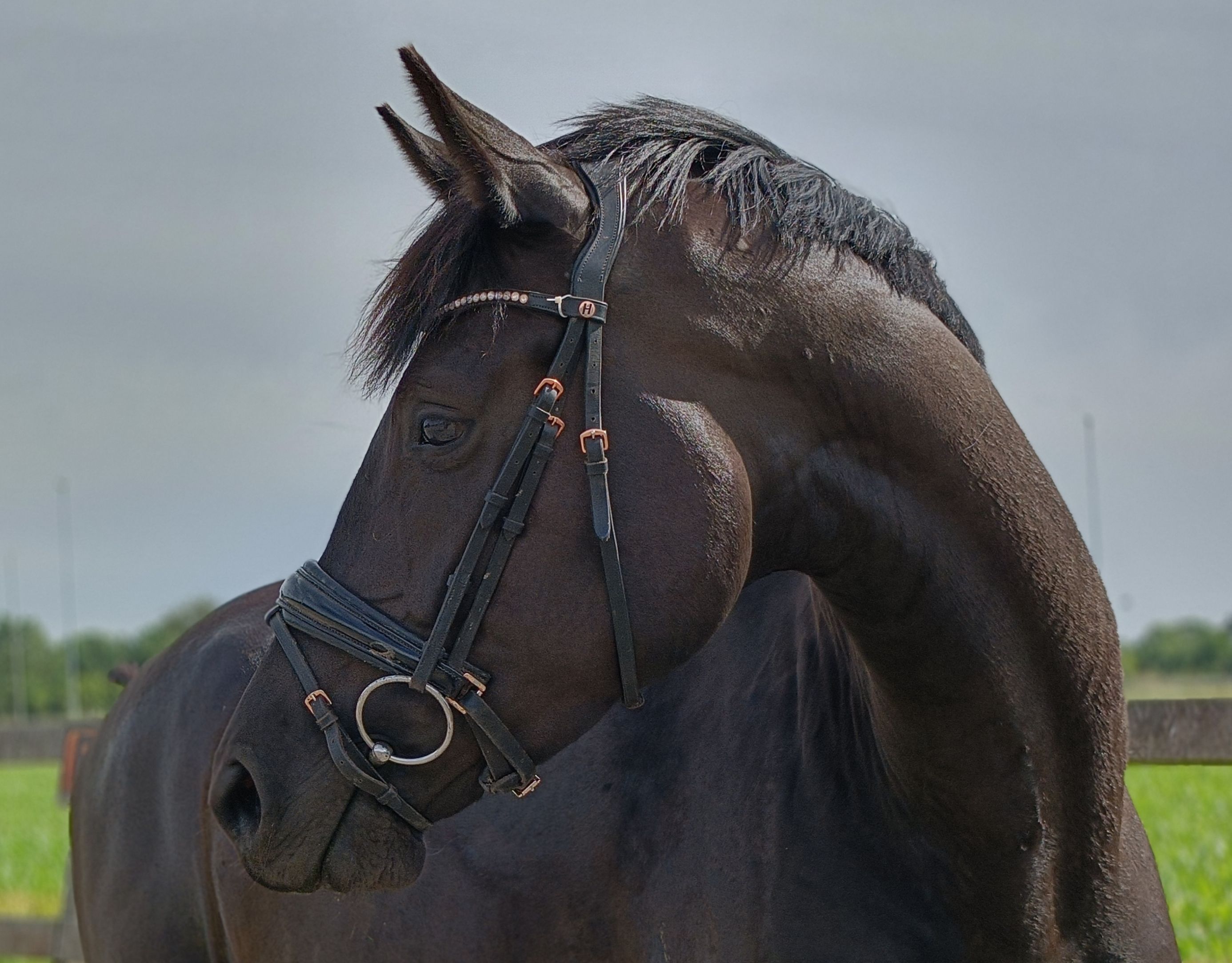 kwpn dressuurpaard merrie 4 anos zwart à venda - Foto 3