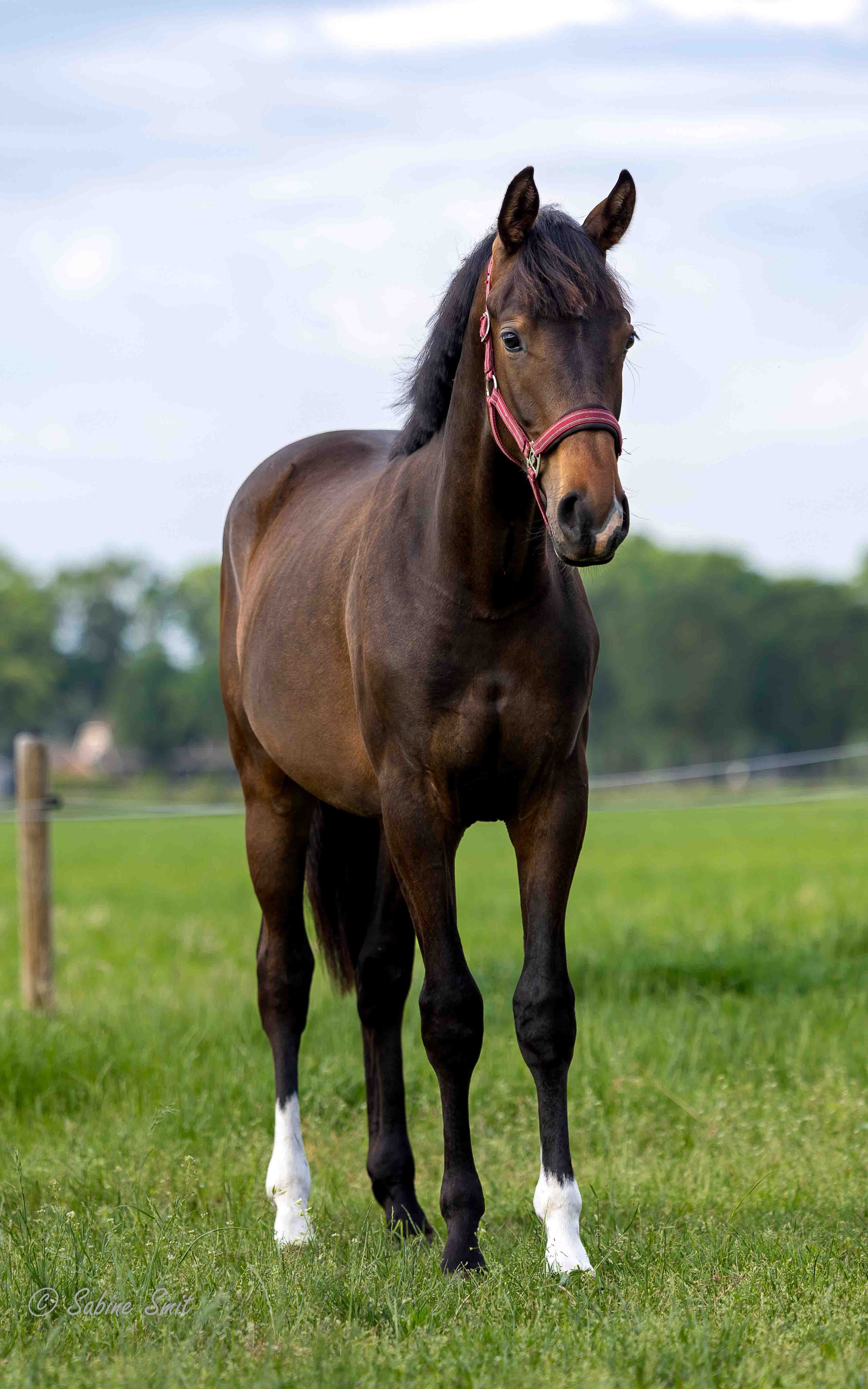 kwpn dressuurpaard hengst 1 jaar donkerbruin te koop - Foto 2