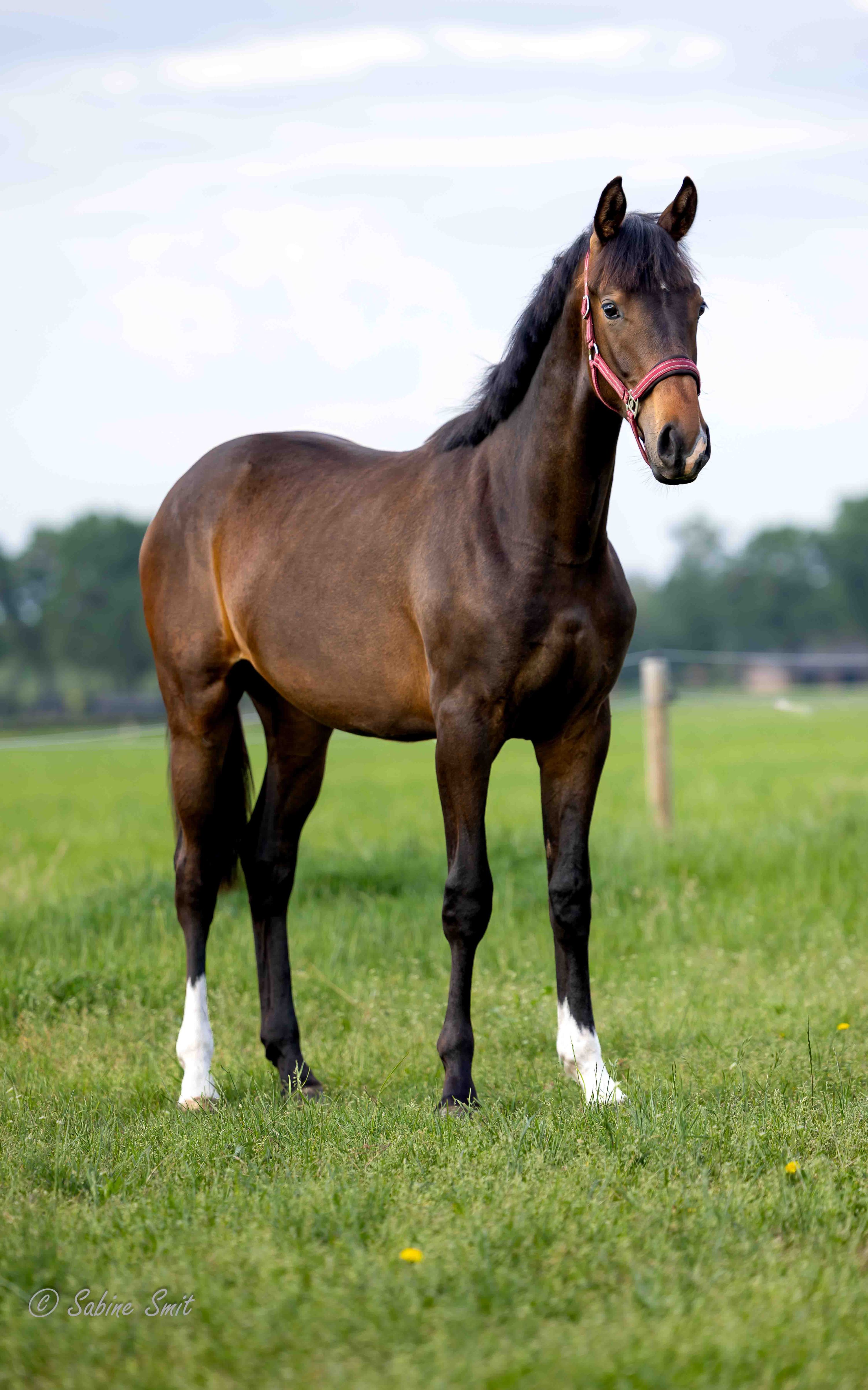 kwpn dressuurpaard hengst 1 jaar donkerbruin te koop - Foto 3