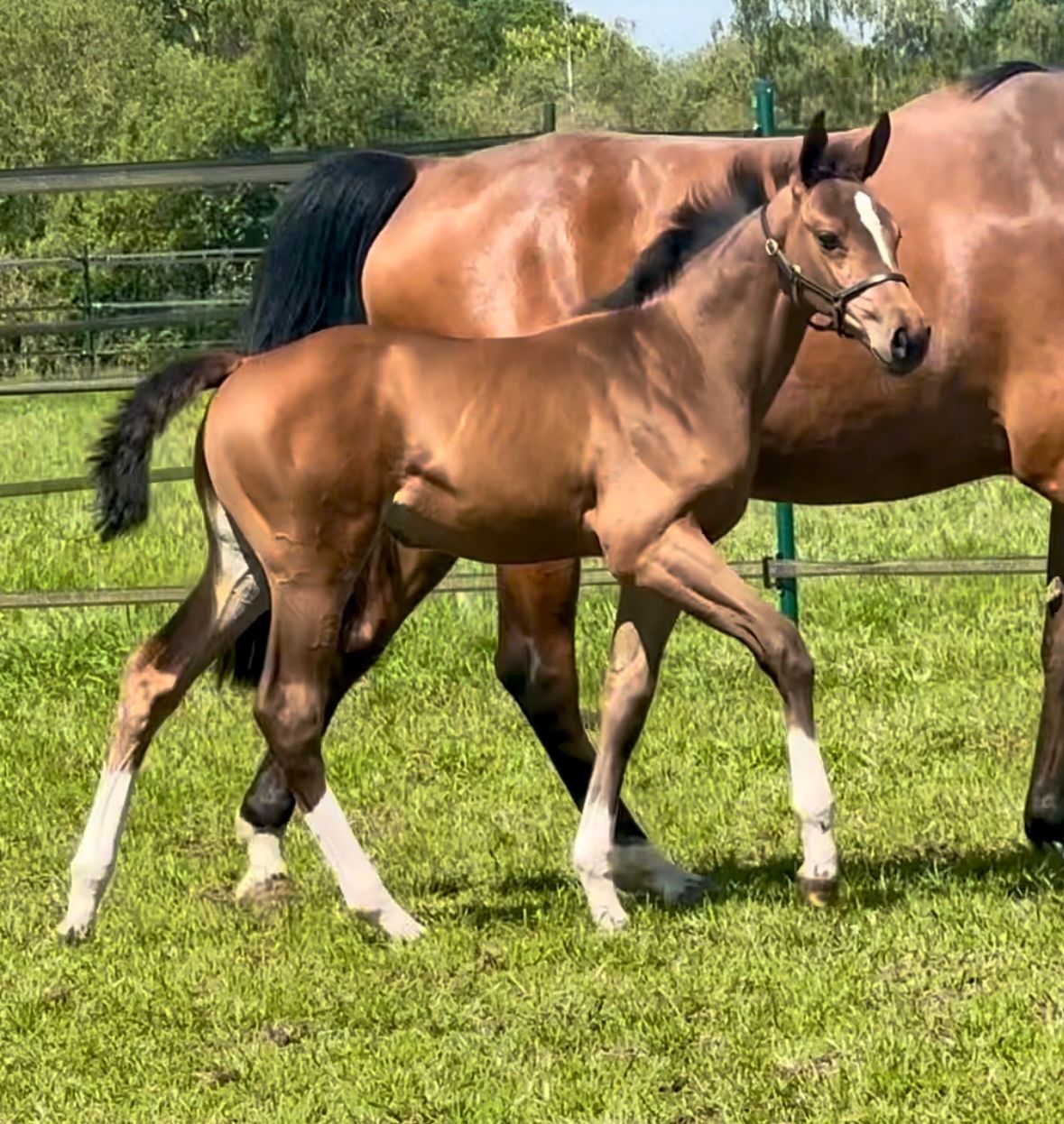 Emerald x Heartbreaker x Cornet Obolensky 牝馬