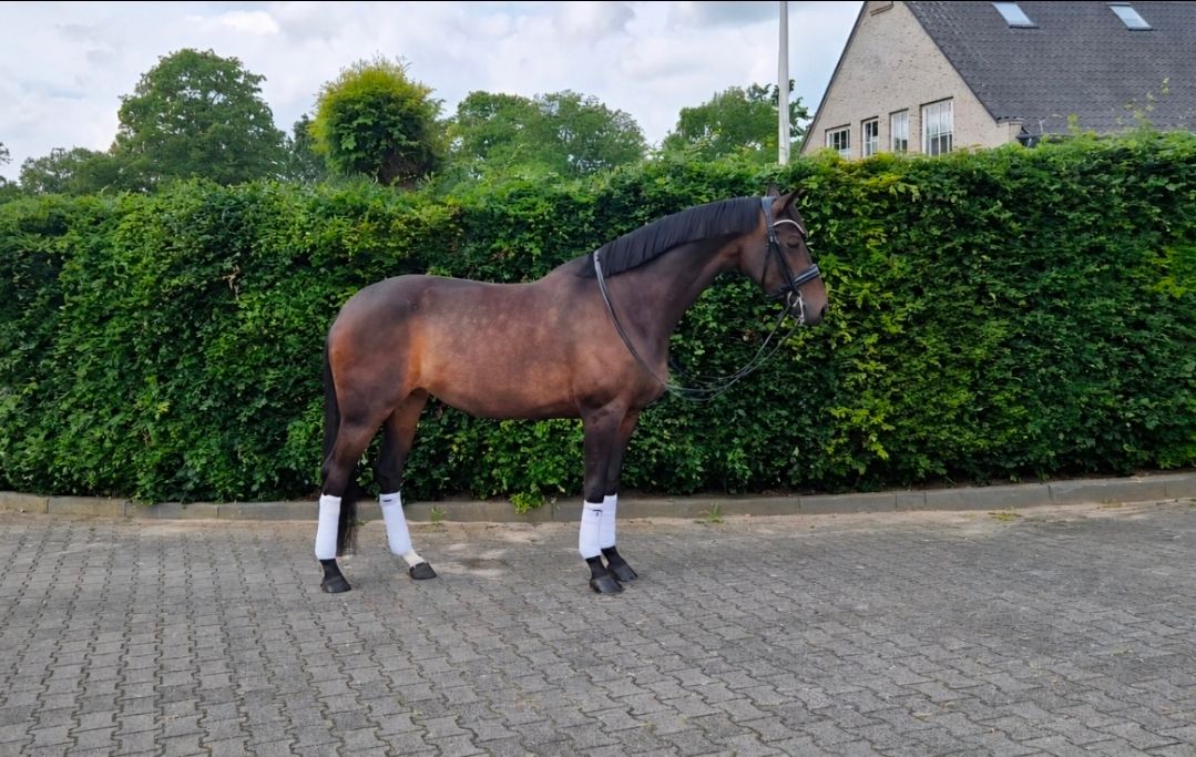 kwpn dressuurpaard merrie 9 jaar donkerbruin te koop - Foto 2