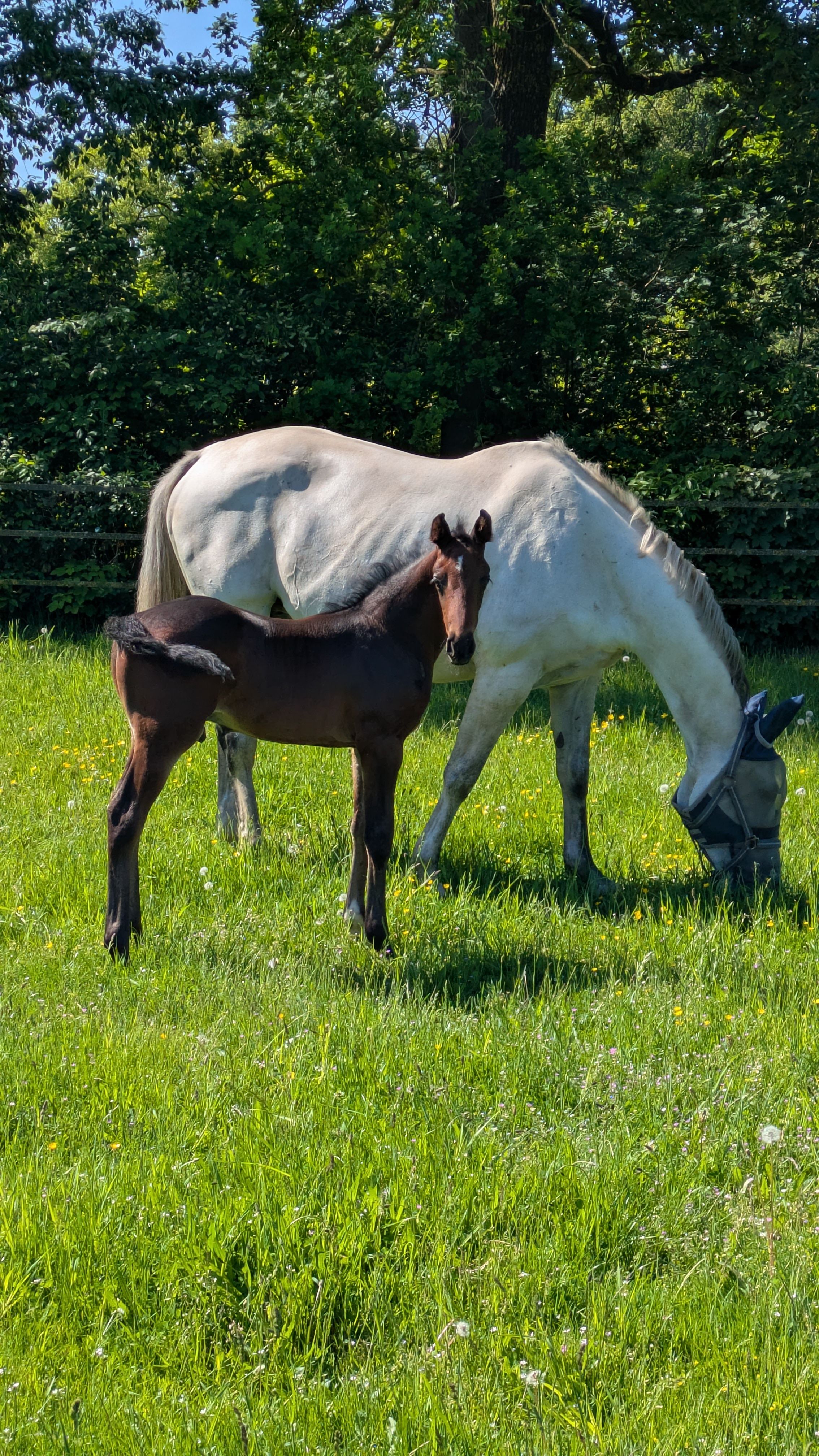 kwpn springpaard hengst 0 år donkerbruin till salu - Foto 2