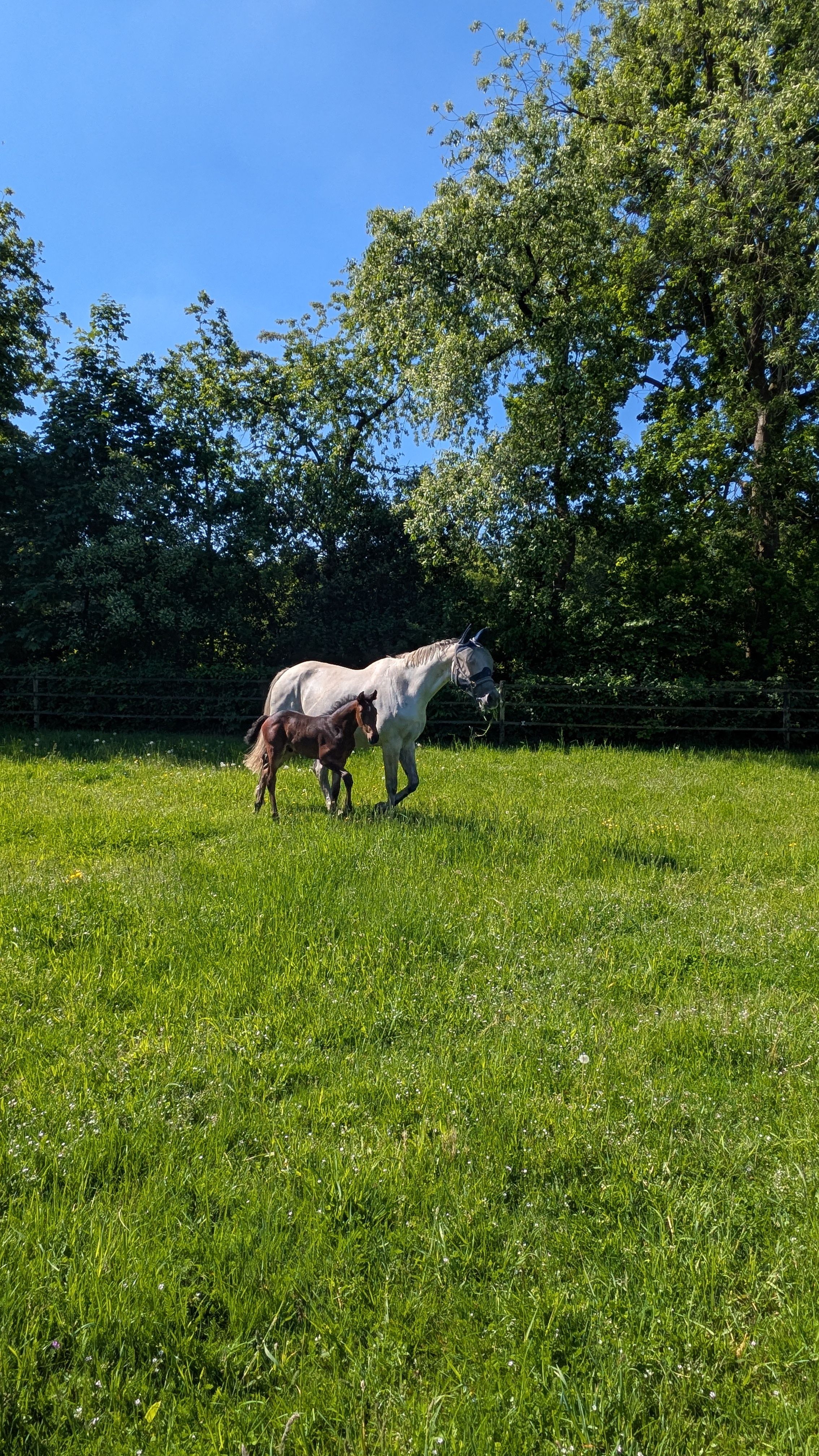 kwpn springpaard hengst 0 år donkerbruin till salu - Foto 6