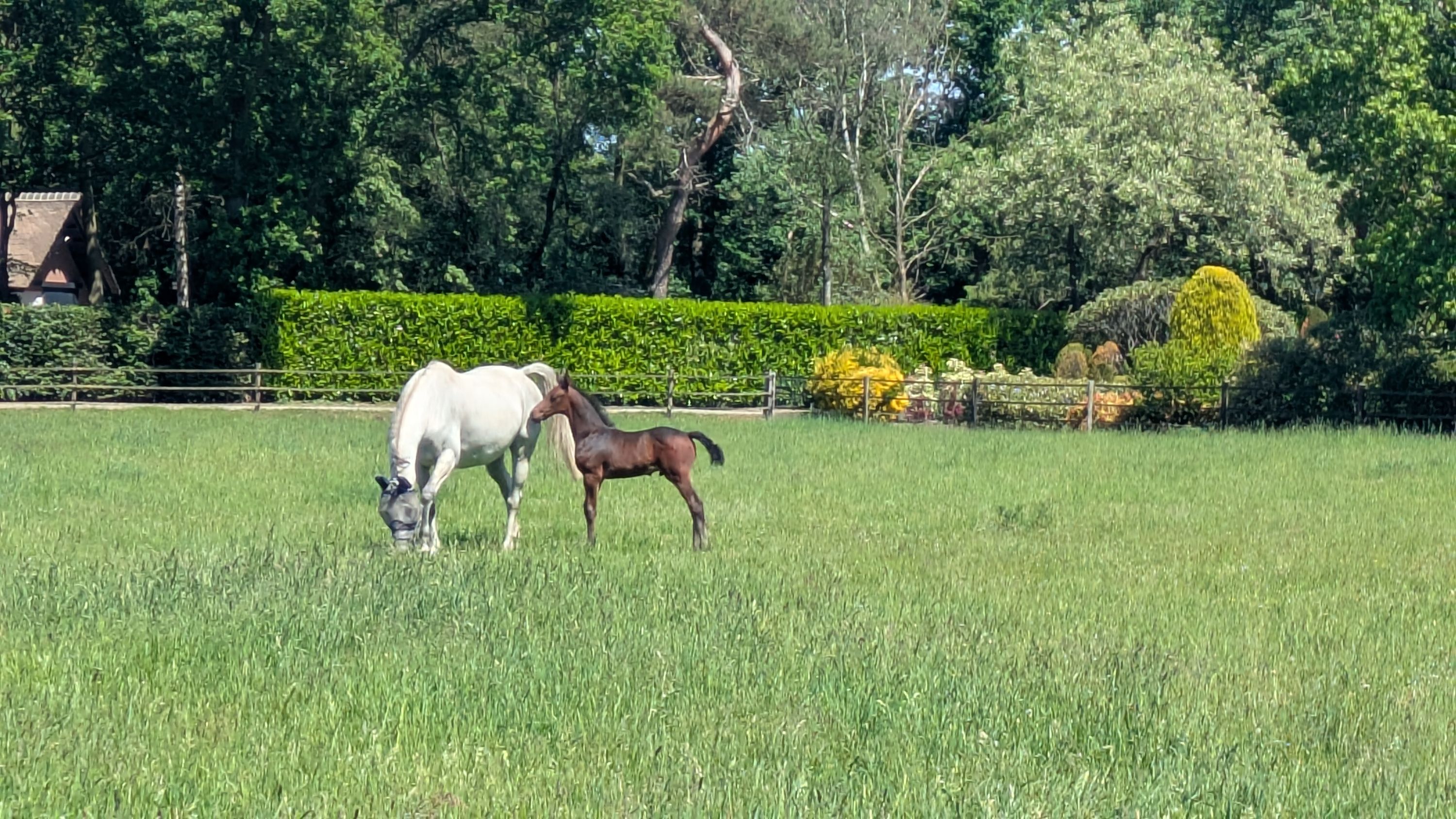 kwpn springpaard hengst 0 år donkerbruin till salu - Foto 5