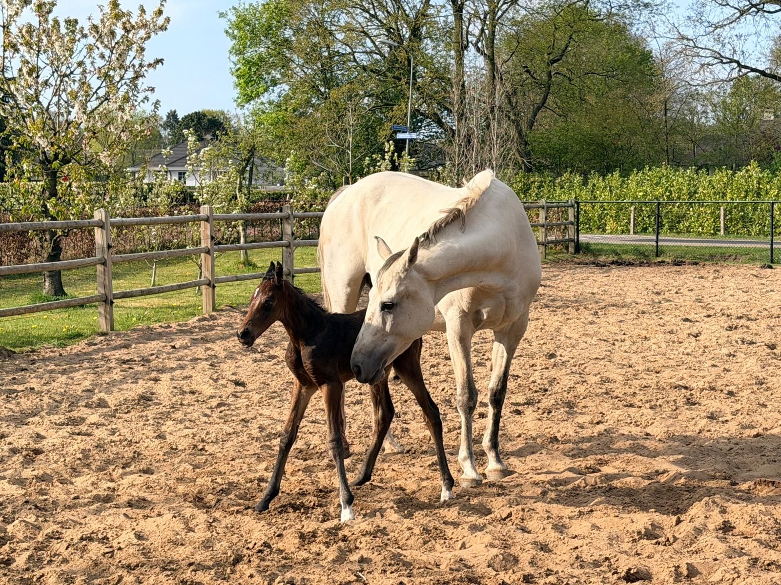 kwpn springpaard hengst 0 år donkerbruin till salu - Foto 3