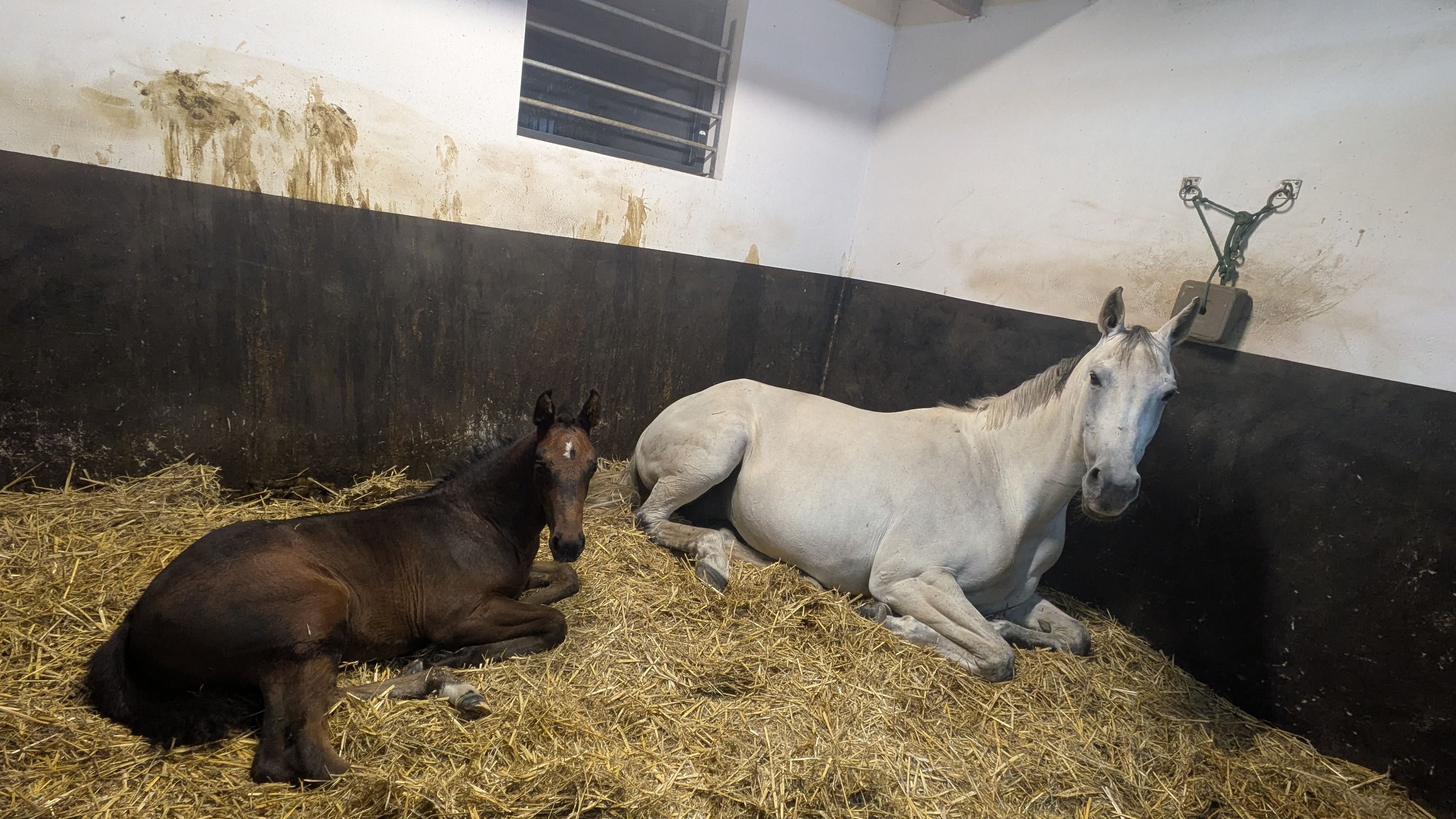 kwpn springpaard hengst 0 år donkerbruin till salu - Foto 4