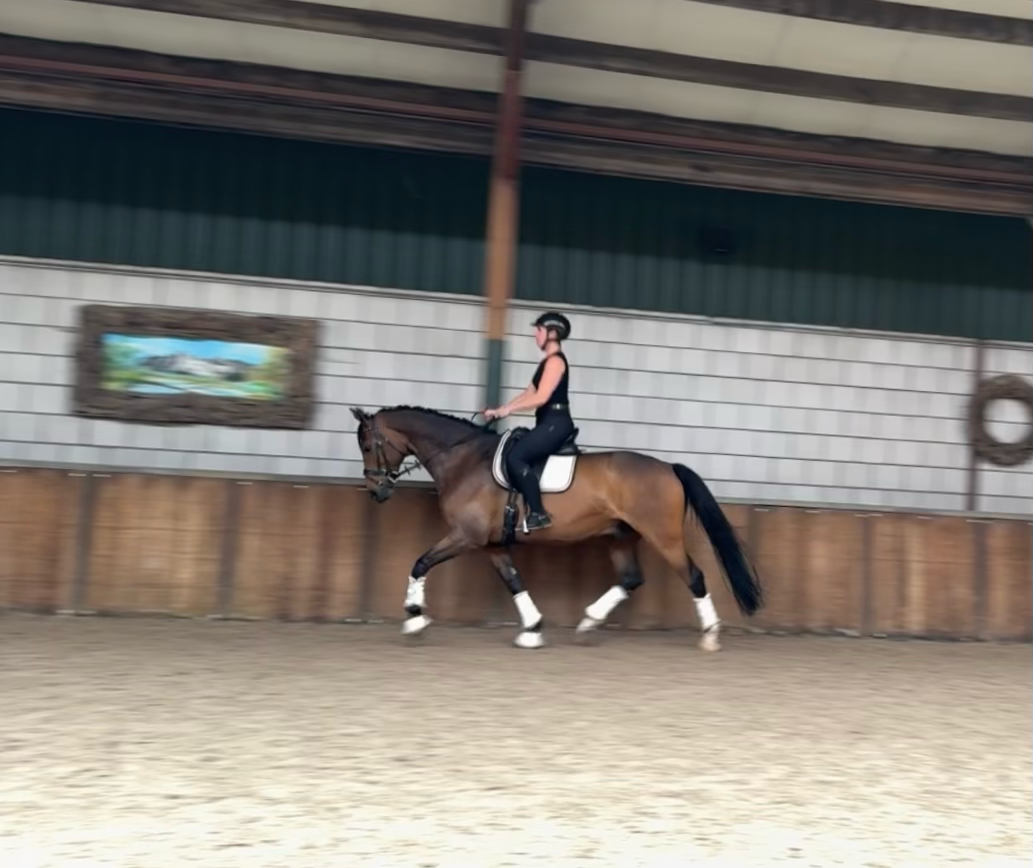 kwpn dressuurpaard ruin 9 years old donkerbruin for sale - Photo 6