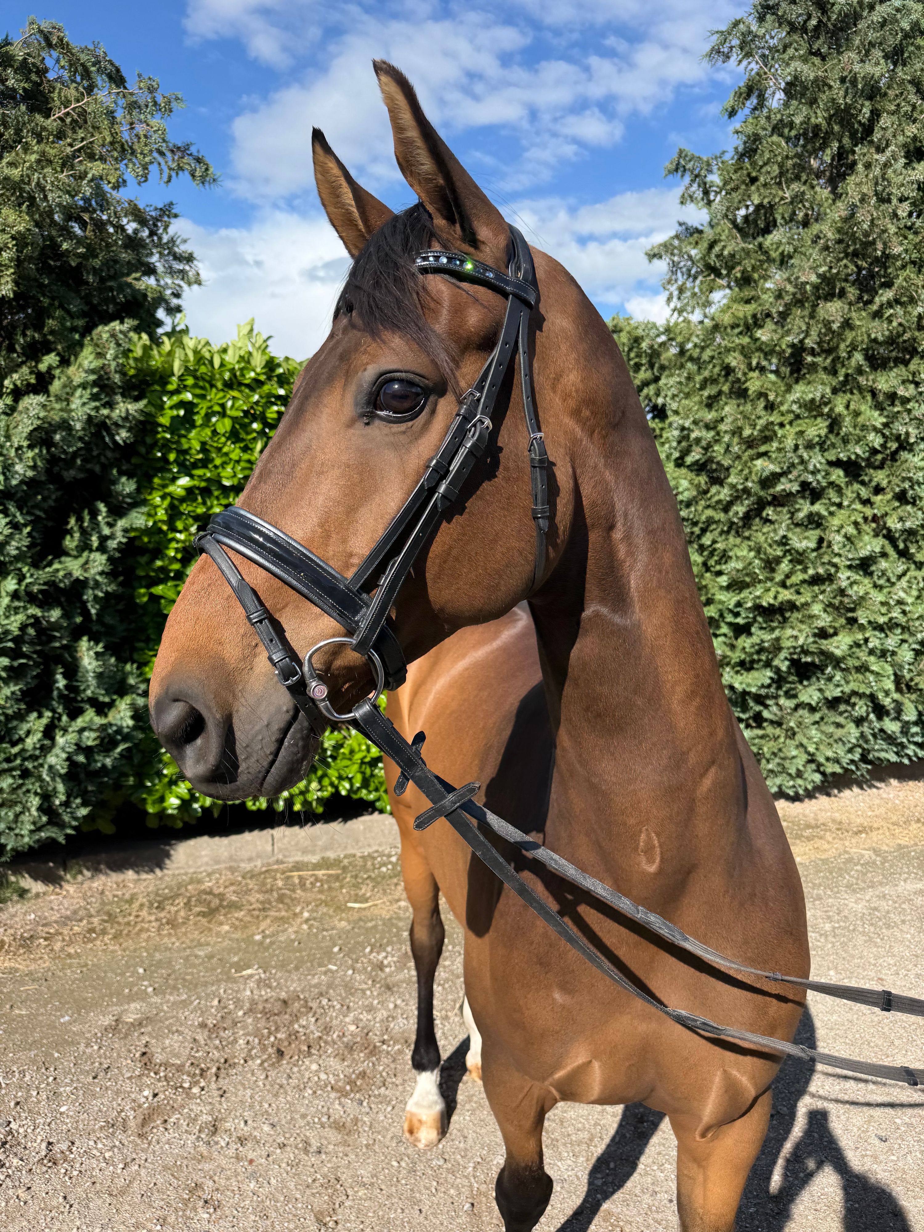 kwpn dressuurpaard ruin 9 years old donkerbruin for sale - Photo 3