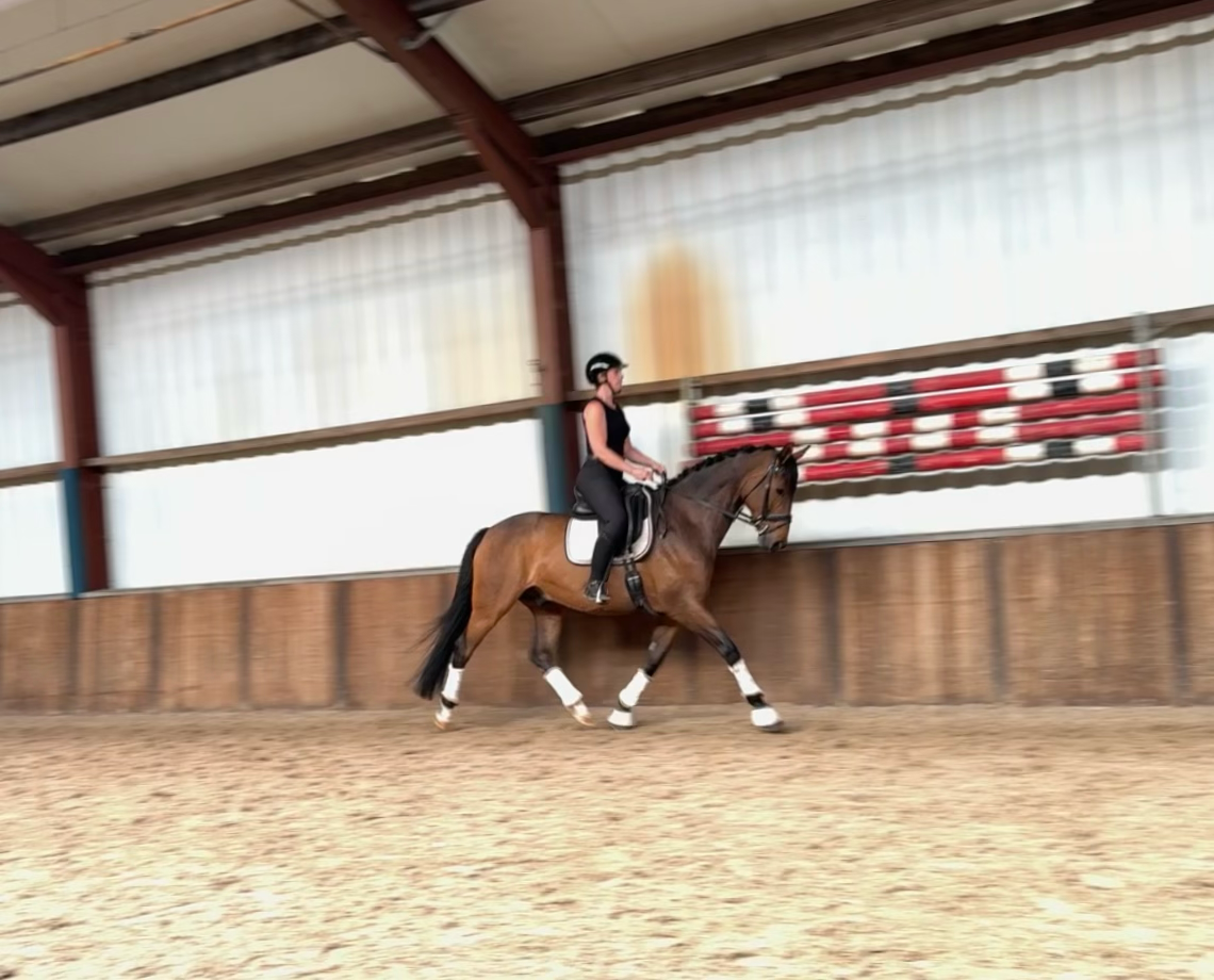 kwpn dressuurpaard ruin 9 years old donkerbruin for sale - Photo 4