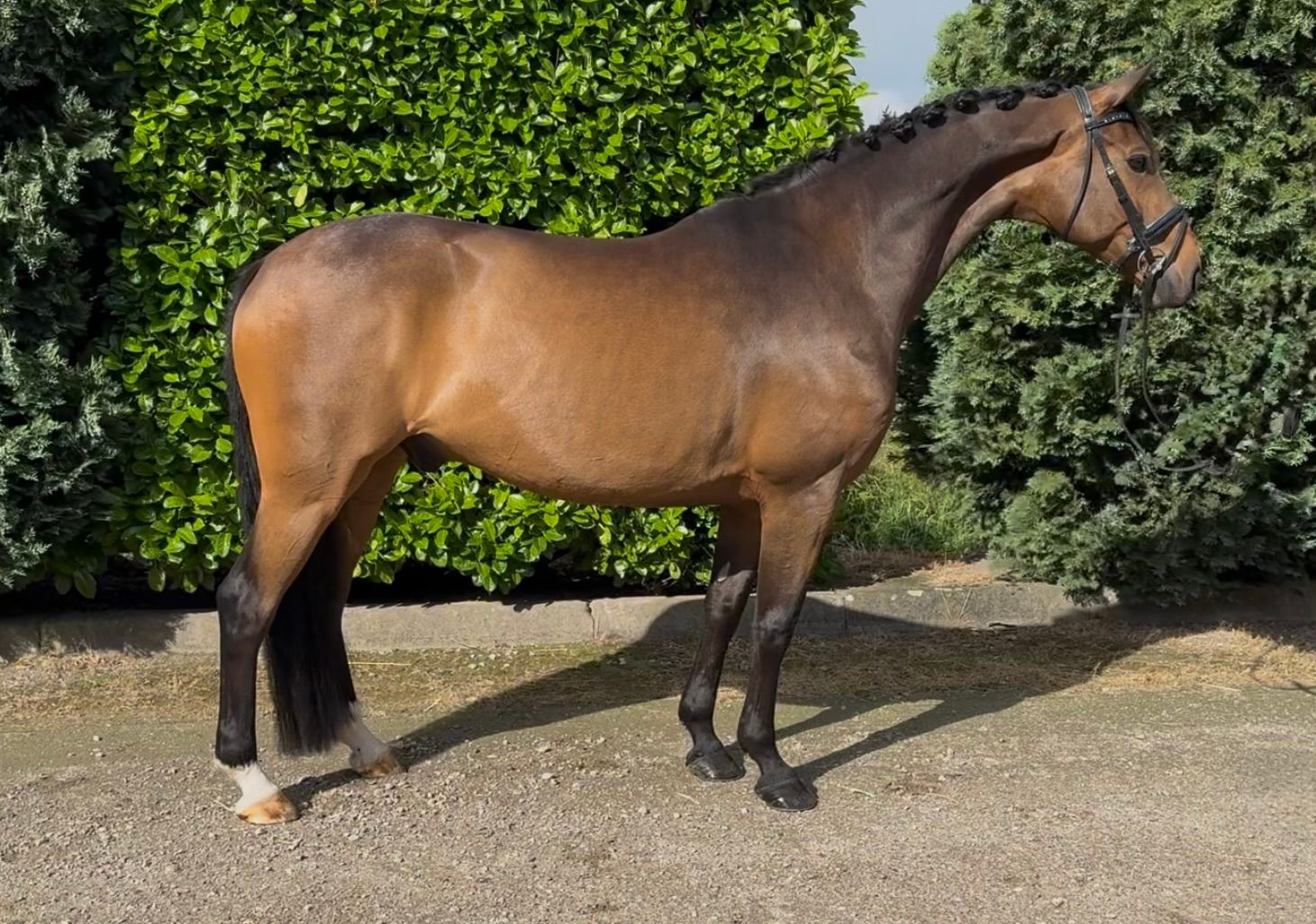 9-year-old gelding | Z-classified | Great character