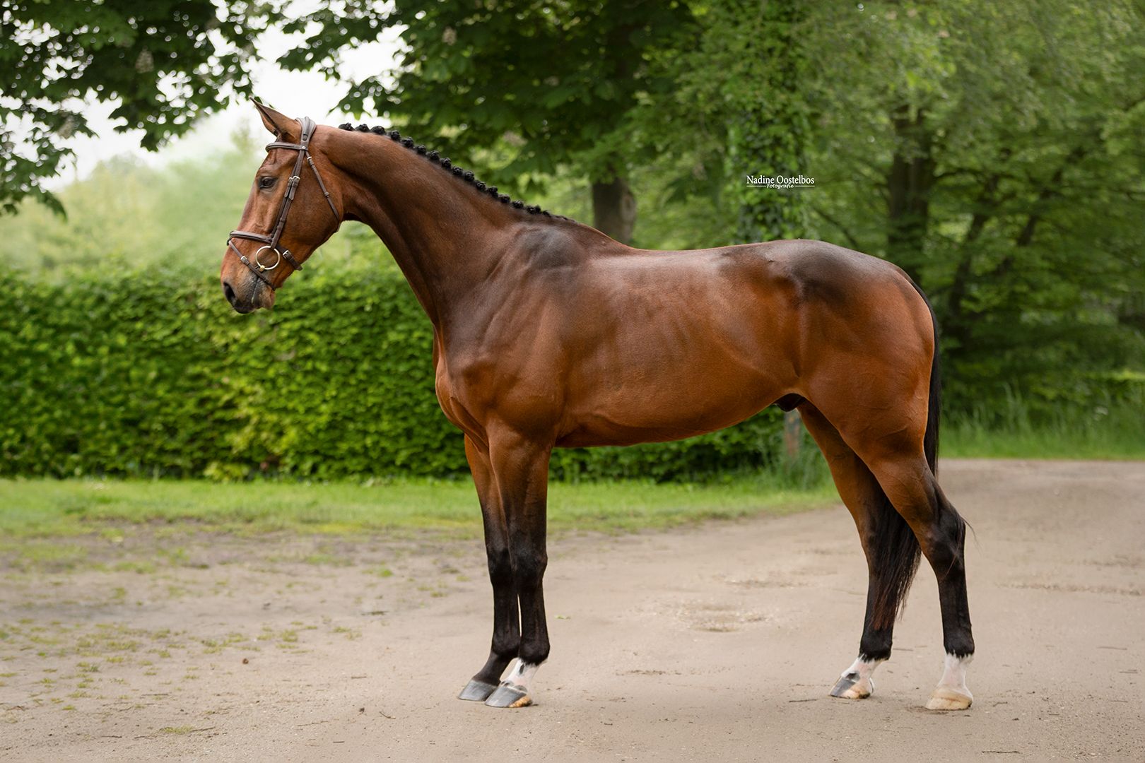 5-year-old gelding, a real teddy bear