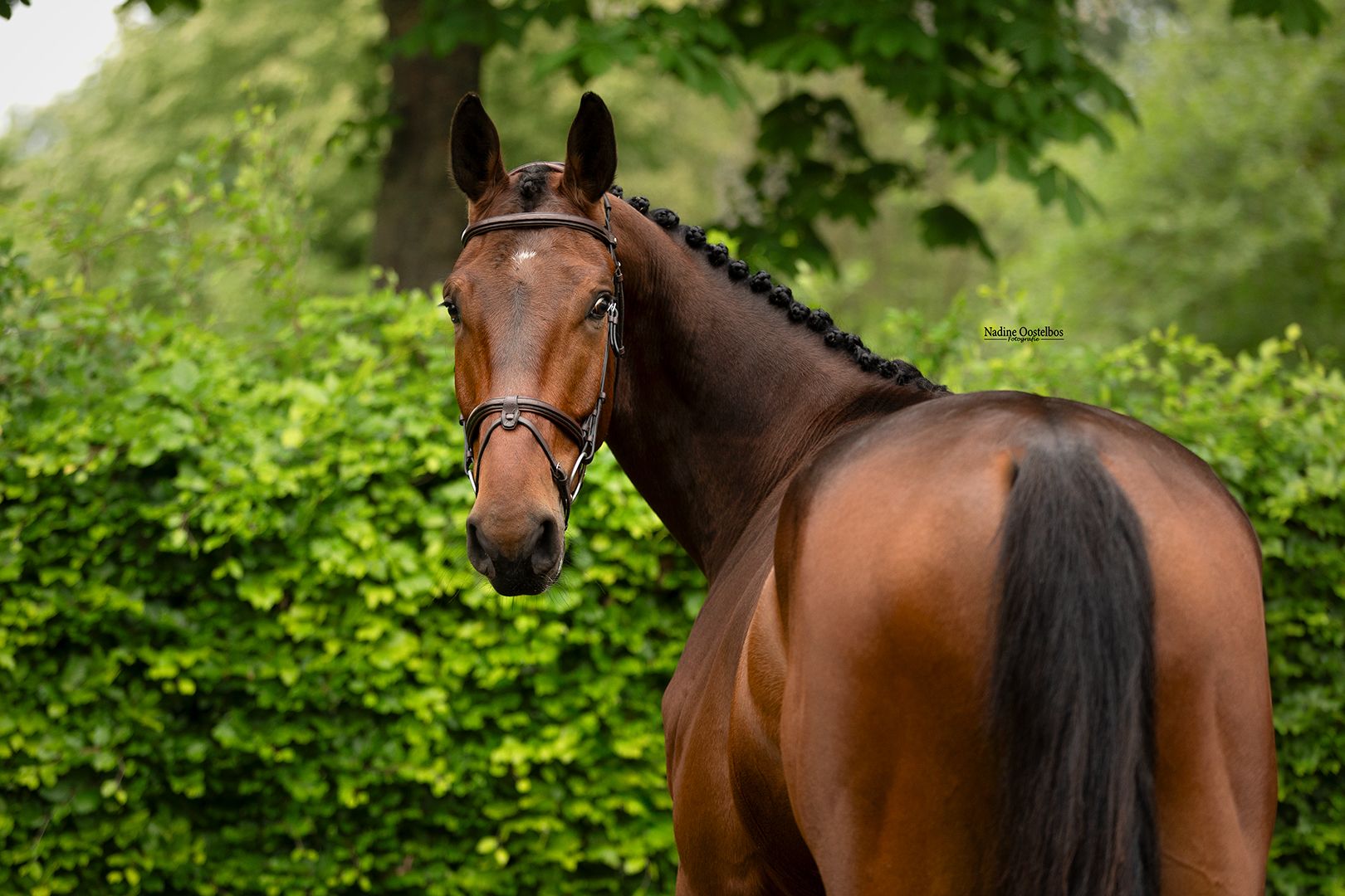 kwpn recreatie-paard ruin 5 years old donkerbruin for sale - Photo 4