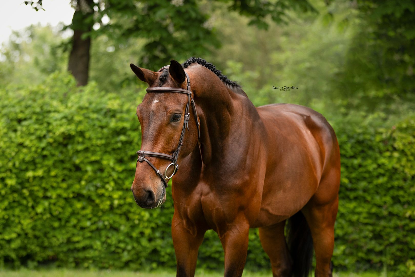kwpn recreatie-paard ruin 5 years old donkerbruin for sale - Photo 2