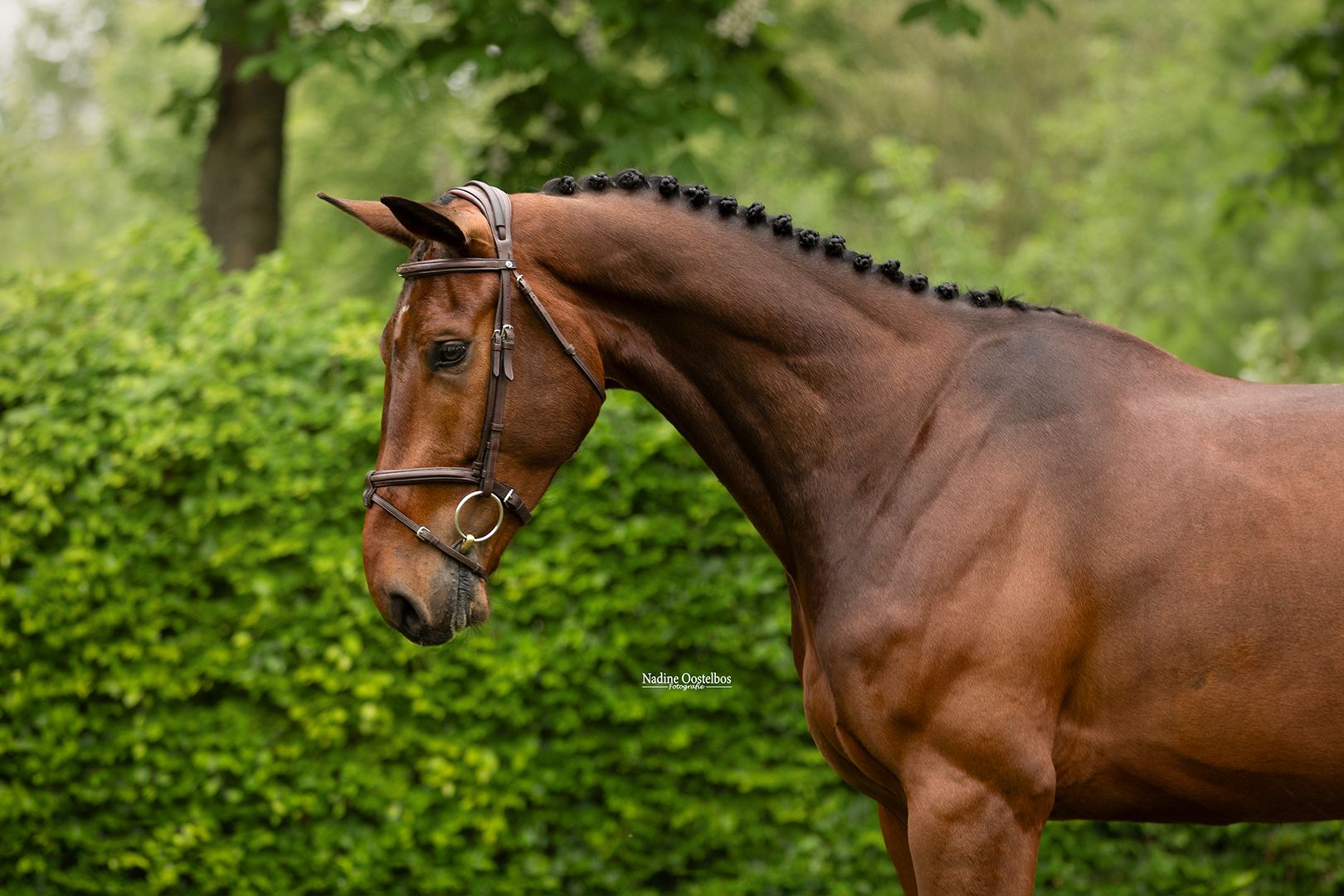 kwpn recreatie-paard ruin 5 years old donkerbruin for sale - Photo 3