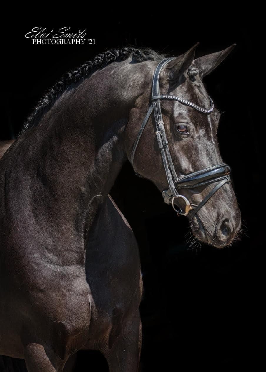 Broodmare for sale