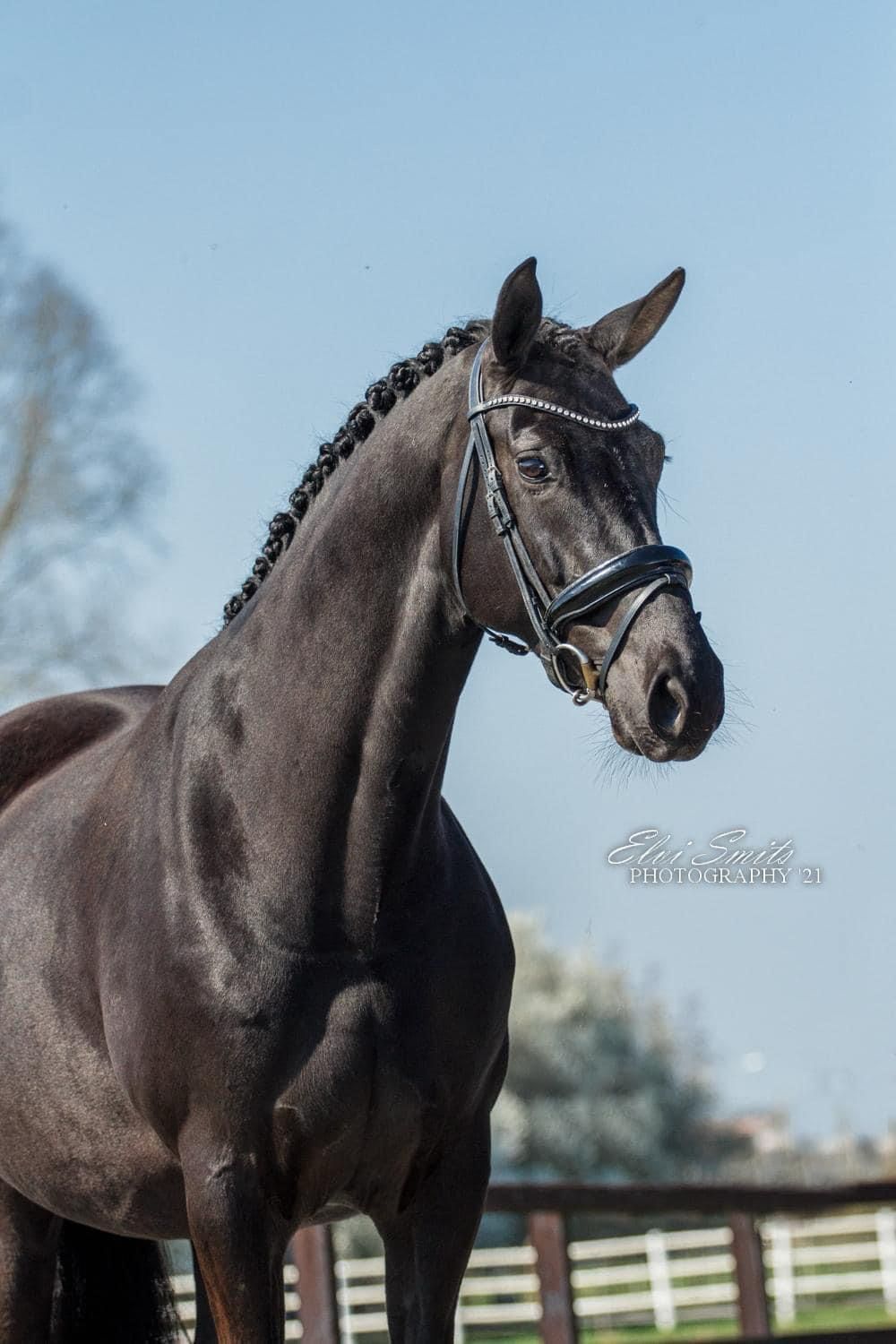 kwpn fokmerrie merrie 12 years old zwart for sale - Photo 2