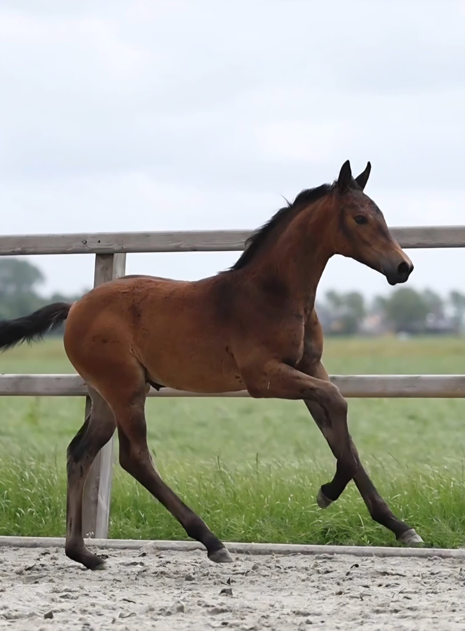 kwpn dressuurpaard merrie 0 años donkerbruin en venta - Foto 4