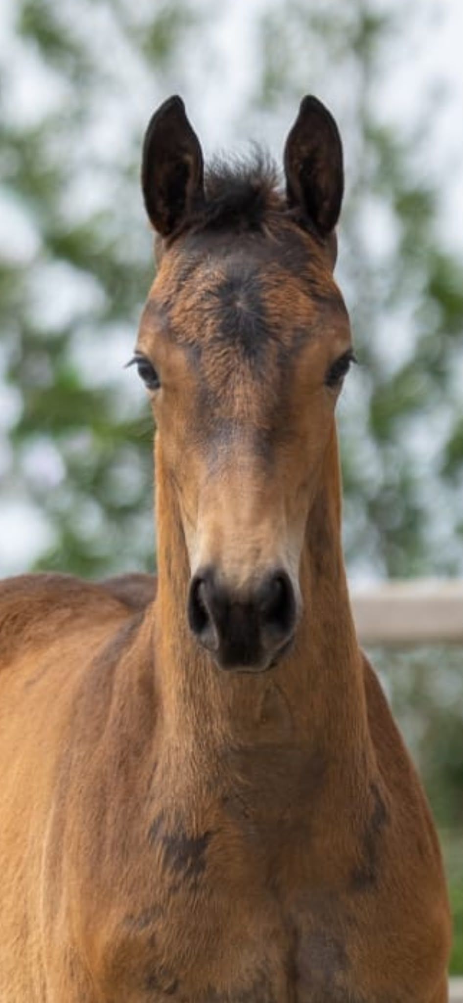 kwpn dressuurpaard merrie 0 años donkerbruin en venta - Foto 2