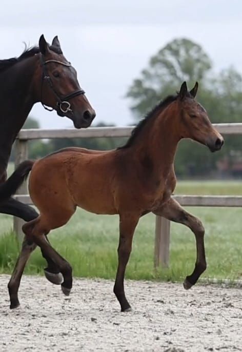 kwpn dressuurpaard merrie 0 años donkerbruin en venta - Foto 3