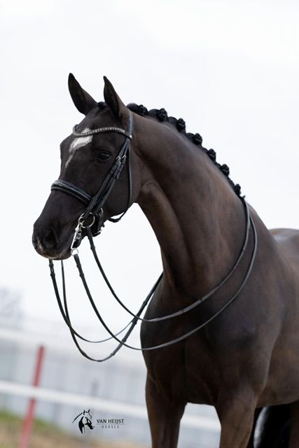 kwpn dressuurpaard merrie 7 years old zwart for sale - Photo 4