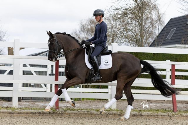 kwpn dressuurpaard merrie 7 years old zwart for sale - Photo 2