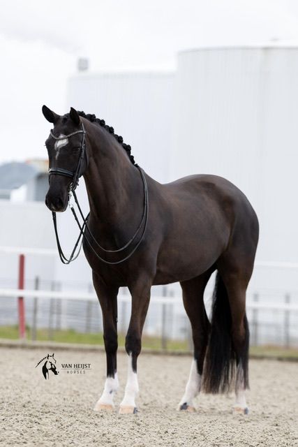kwpn dressuurpaard merrie 7 years old zwart for sale - Photo 3