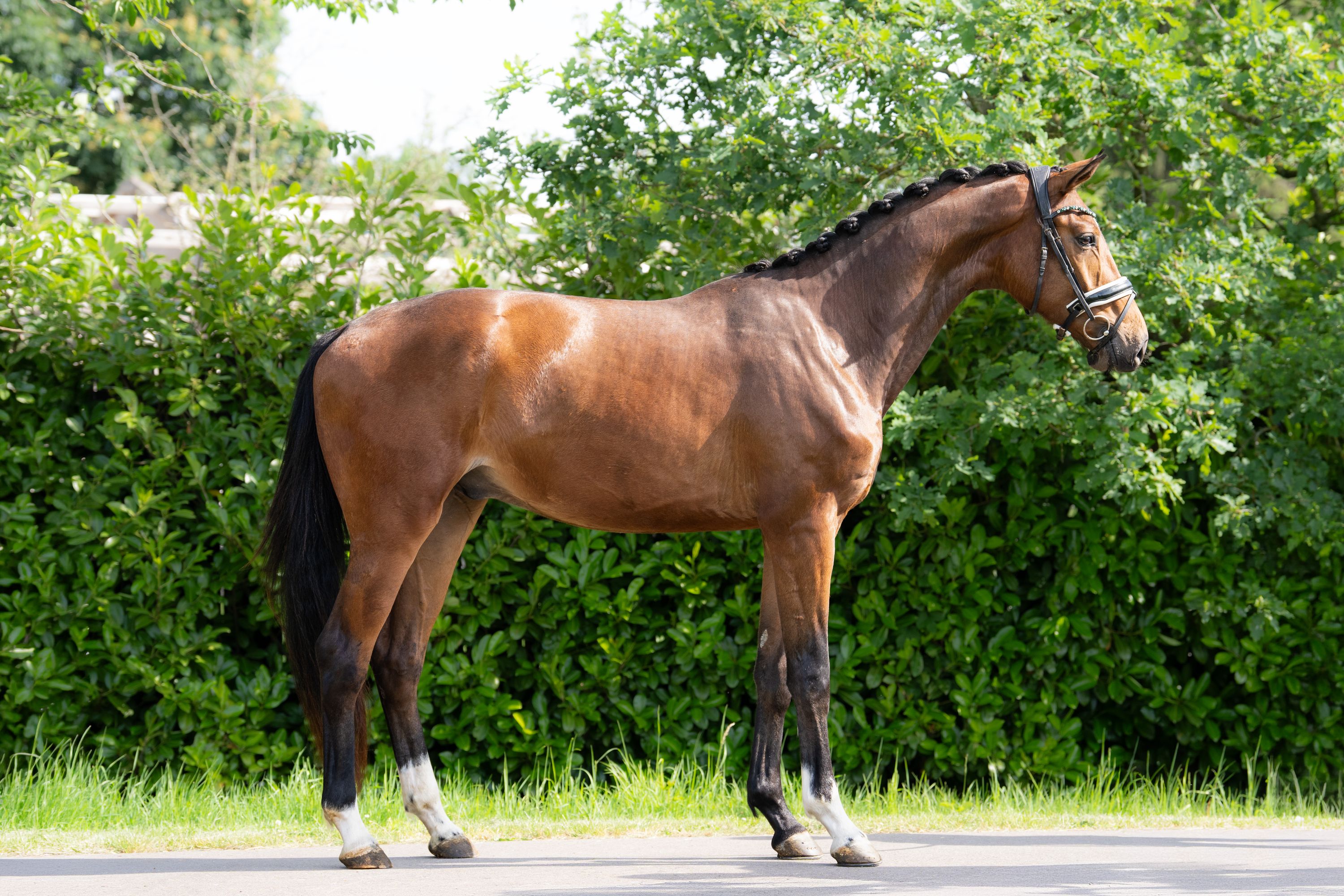 kwpn dressuurpaard ruin 3 jaar bruin te koop - Foto 2