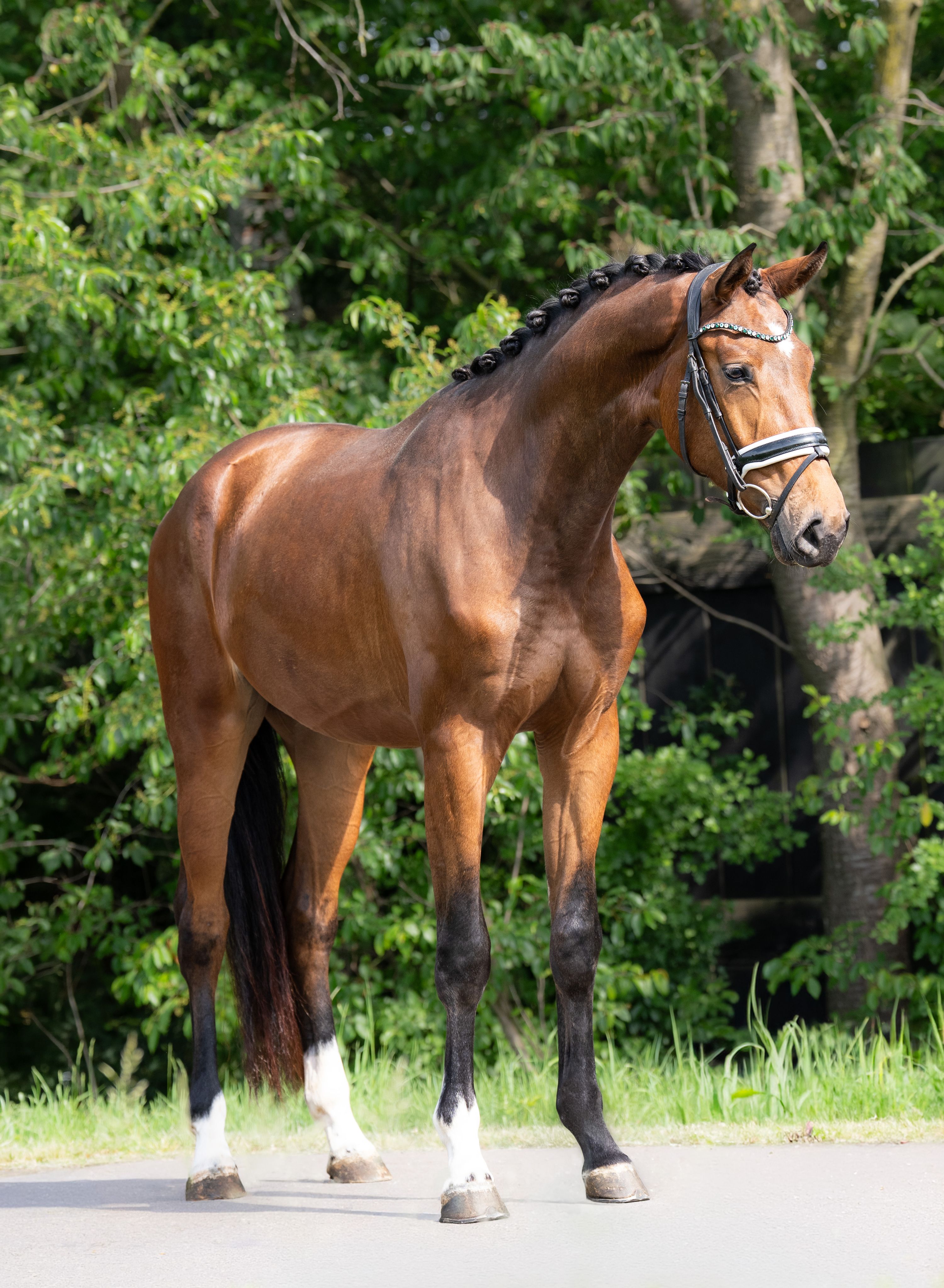 kwpn dressuurpaard ruin 3 jaar bruin te koop - Foto 3