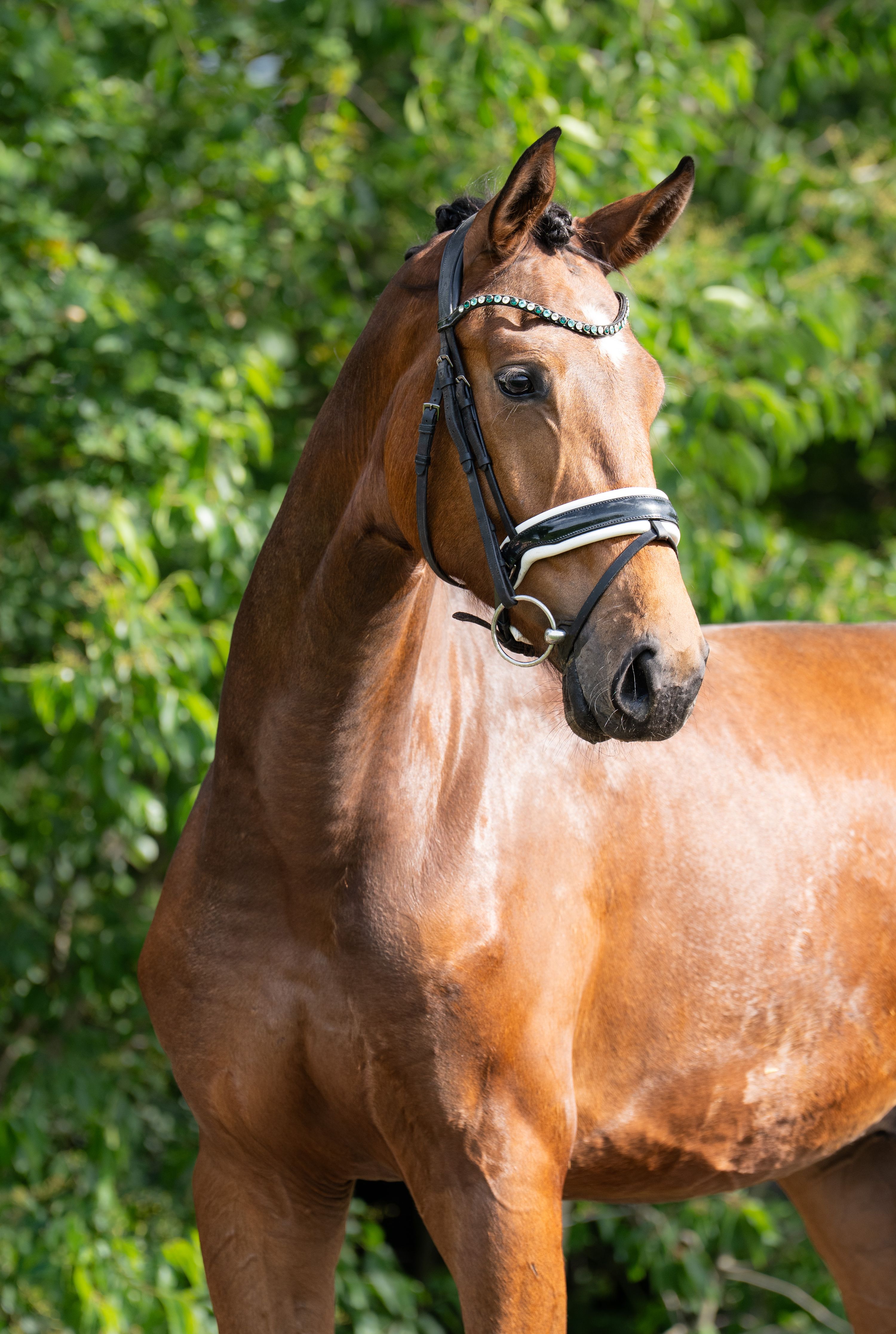 kwpn dressuurpaard ruin 3 jaar bruin te koop - Foto 4
