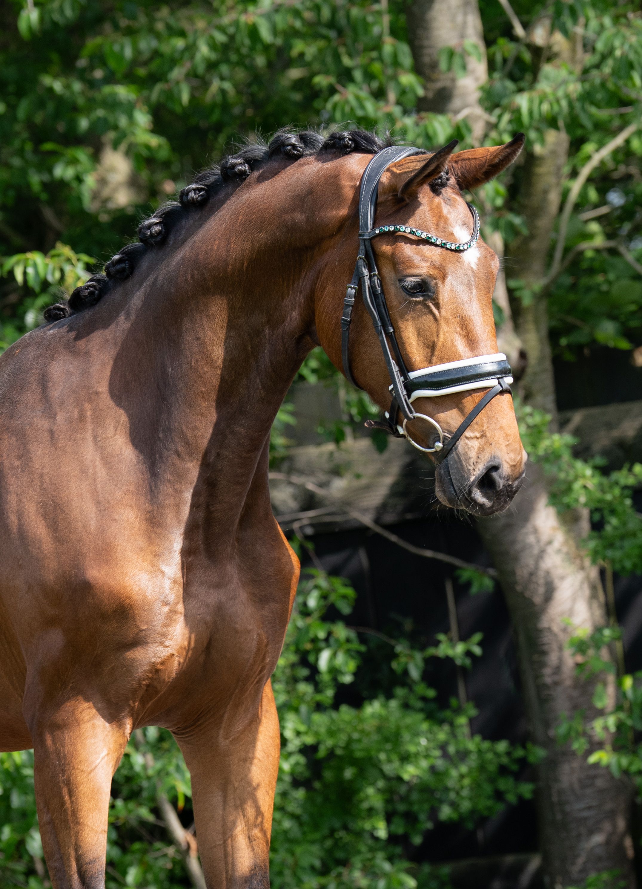 kwpn dressuurpaard ruin 3 jaar bruin te koop - Foto 5