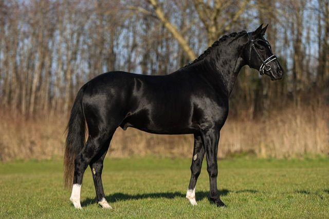 welsh dressuurpony hengst 4 years old zwart for sale - Photo 4