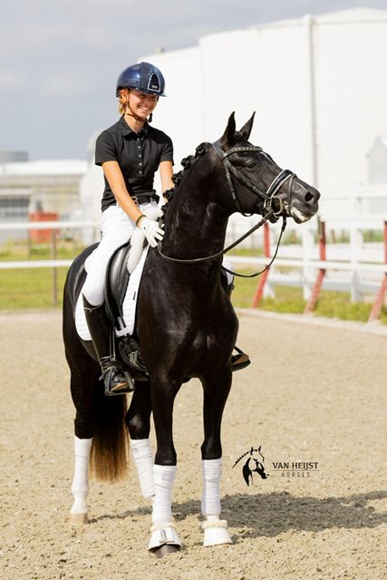 welsh dressuurpony hengst 4 years old zwart for sale - Photo 3