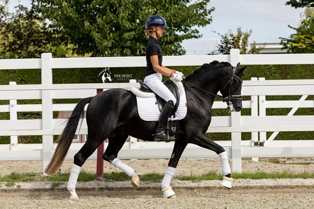 welsh dressuurpony hengst 4 years old zwart for sale - Photo 2