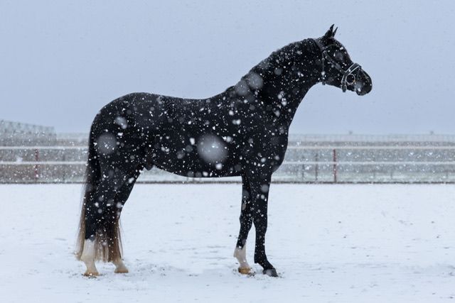 welsh dressuurpony hengst 4 years old zwart for sale - Photo 5