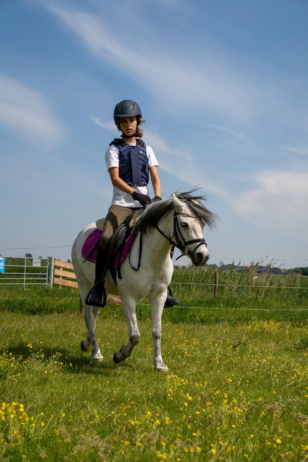 welsh allround-pony merrie 9 years old schimmel for sale - Photo 2