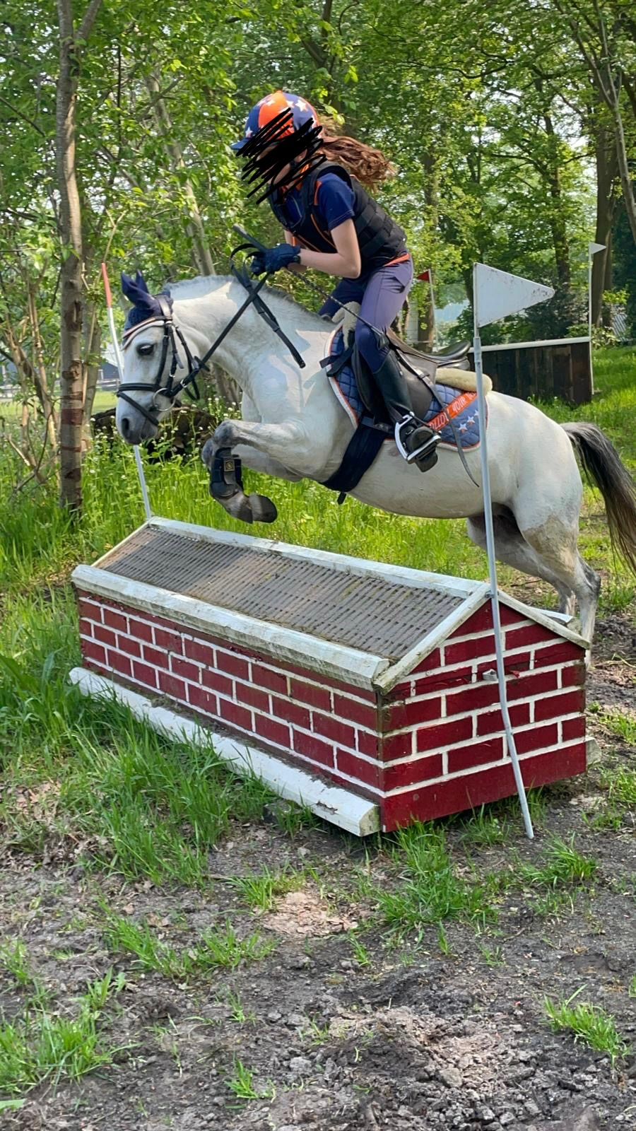 welsh allround-pony merrie 9 years old schimmel for sale - Photo 3