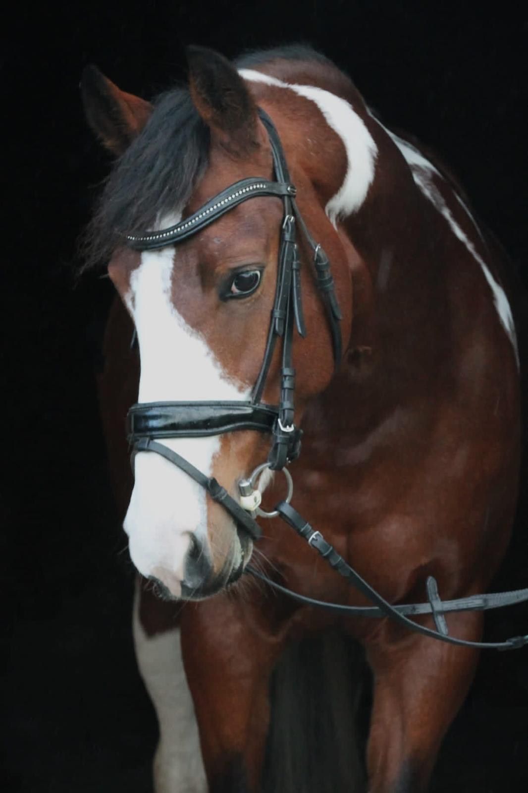 allround-pony merrie 14 jaar andere-kleur te koop - Hoofdfoto