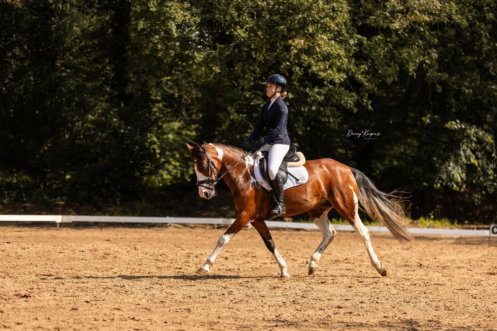 allround-pony merrie 14 jaar andere-kleur te koop - Foto 2
