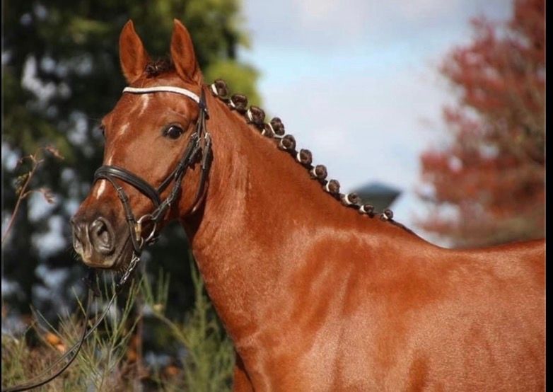 ander springpony merrie 12 years old bruin for sale - Main photo