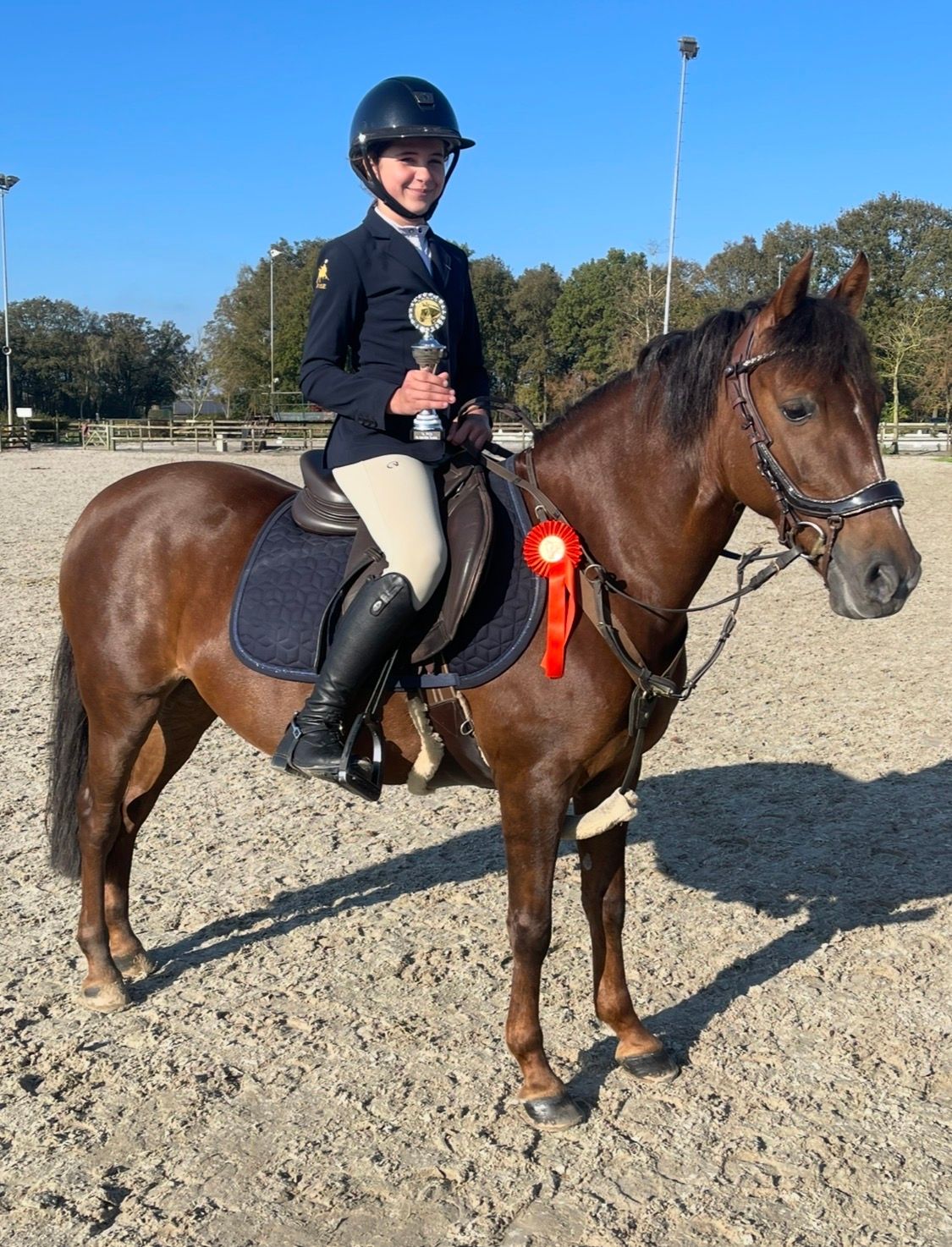ander springpony merrie 12 years old bruin for sale - Photo 4