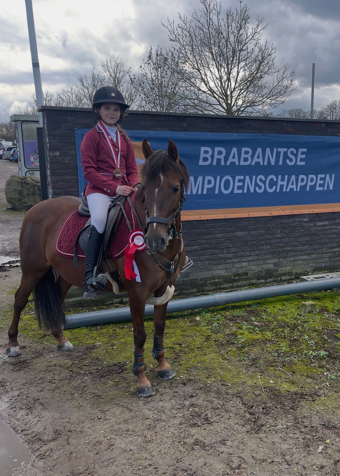 ander springpony merrie 12 years old bruin for sale - Photo 2