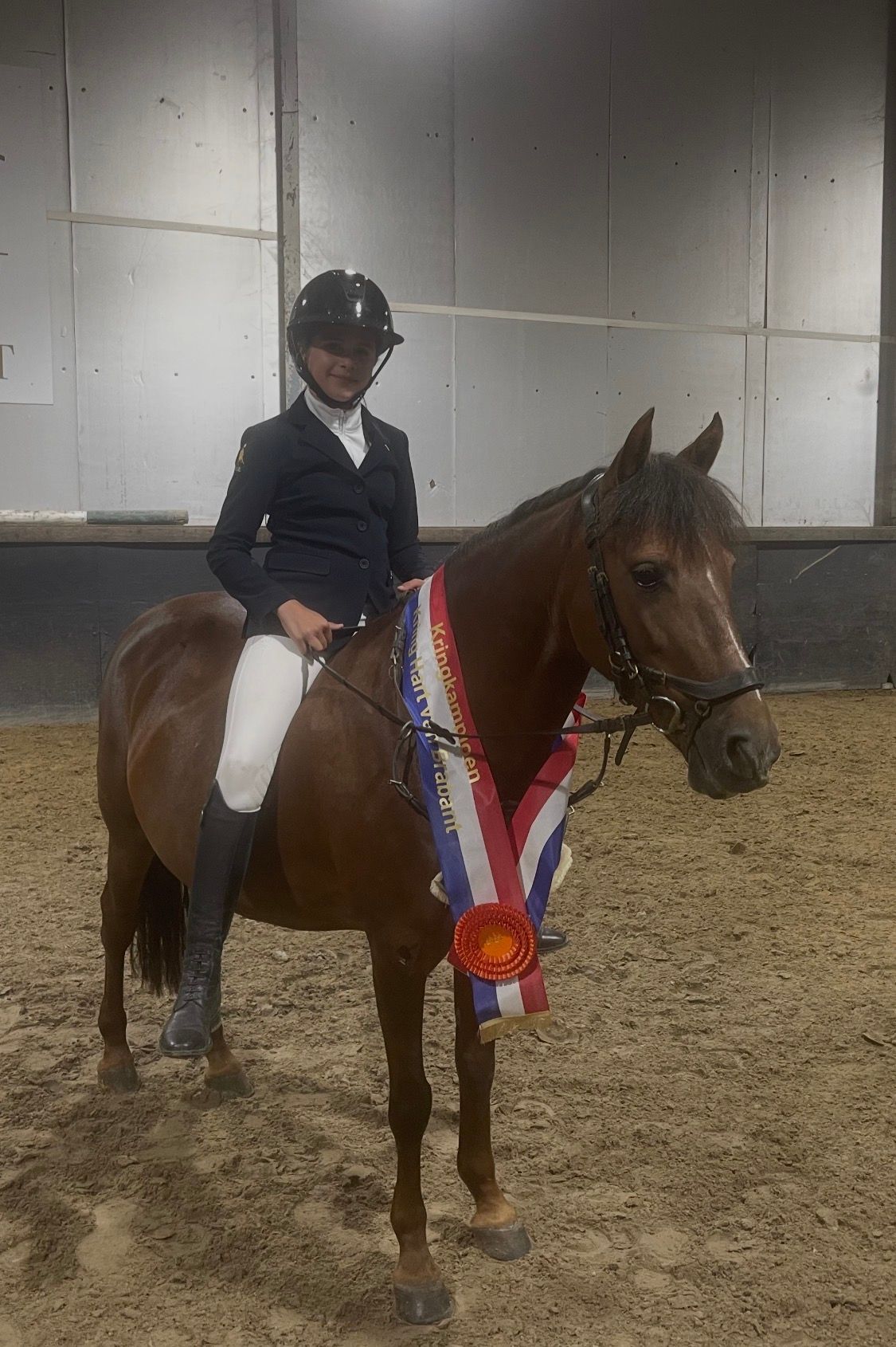 ander springpony merrie 12 years old bruin for sale - Photo 3
