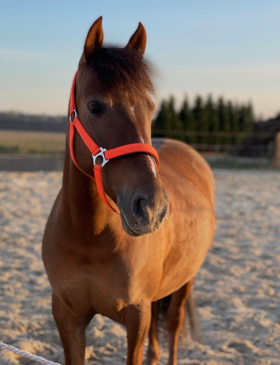 ander springpony merrie 12 years old bruin for sale - Photo 5