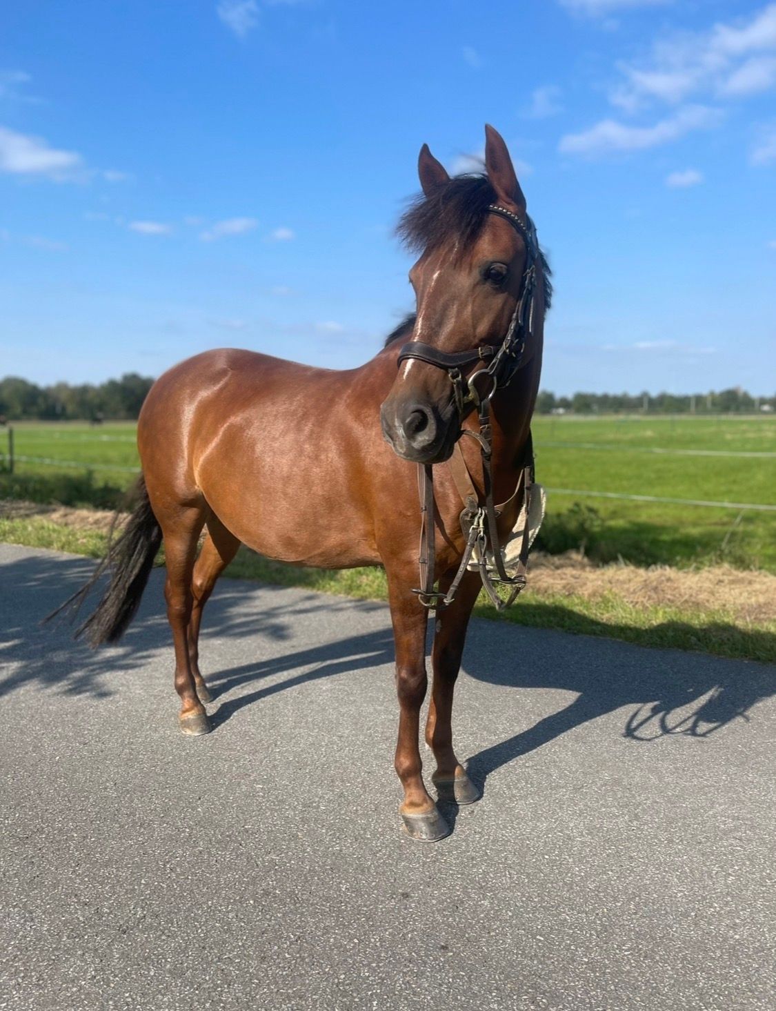 ander springpony merrie 12 years old bruin for sale - Photo 6