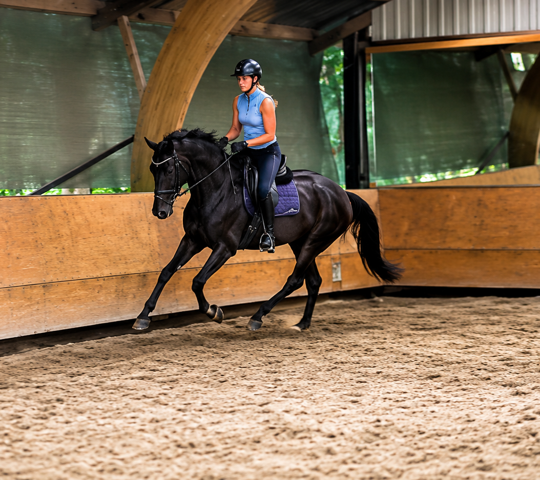 kwpn dressuurpaard merrie 4 år zwart till salu - Foto 2