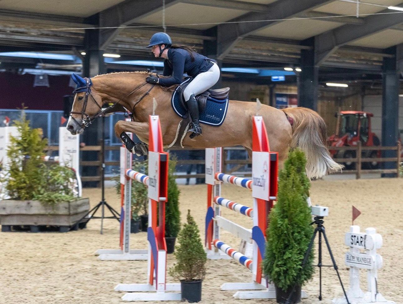 kwpn springpaard merrie 9 years old vos for sale - Main photo